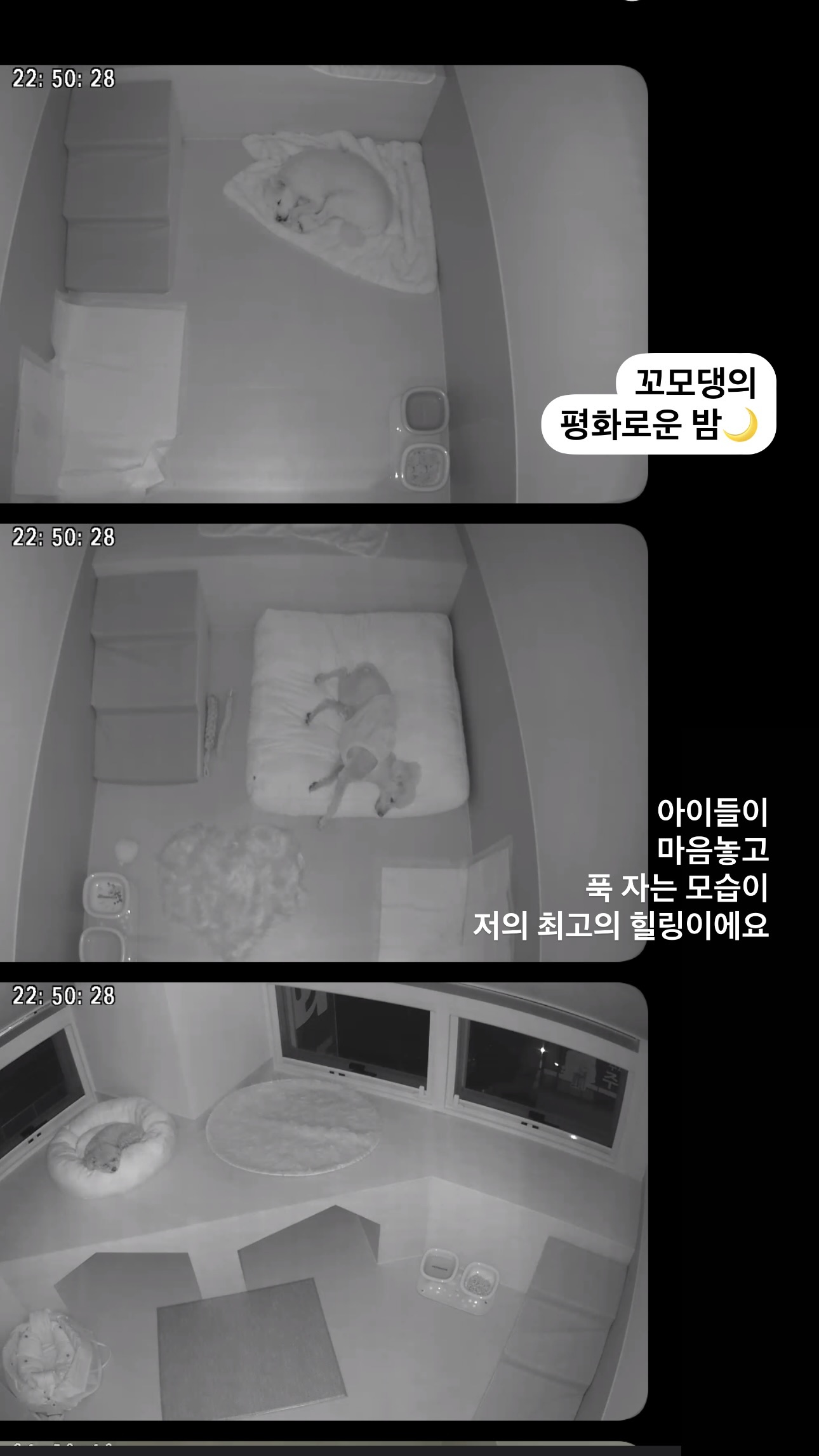 꼬모댕프라이빗애견호텔 대표 이미지