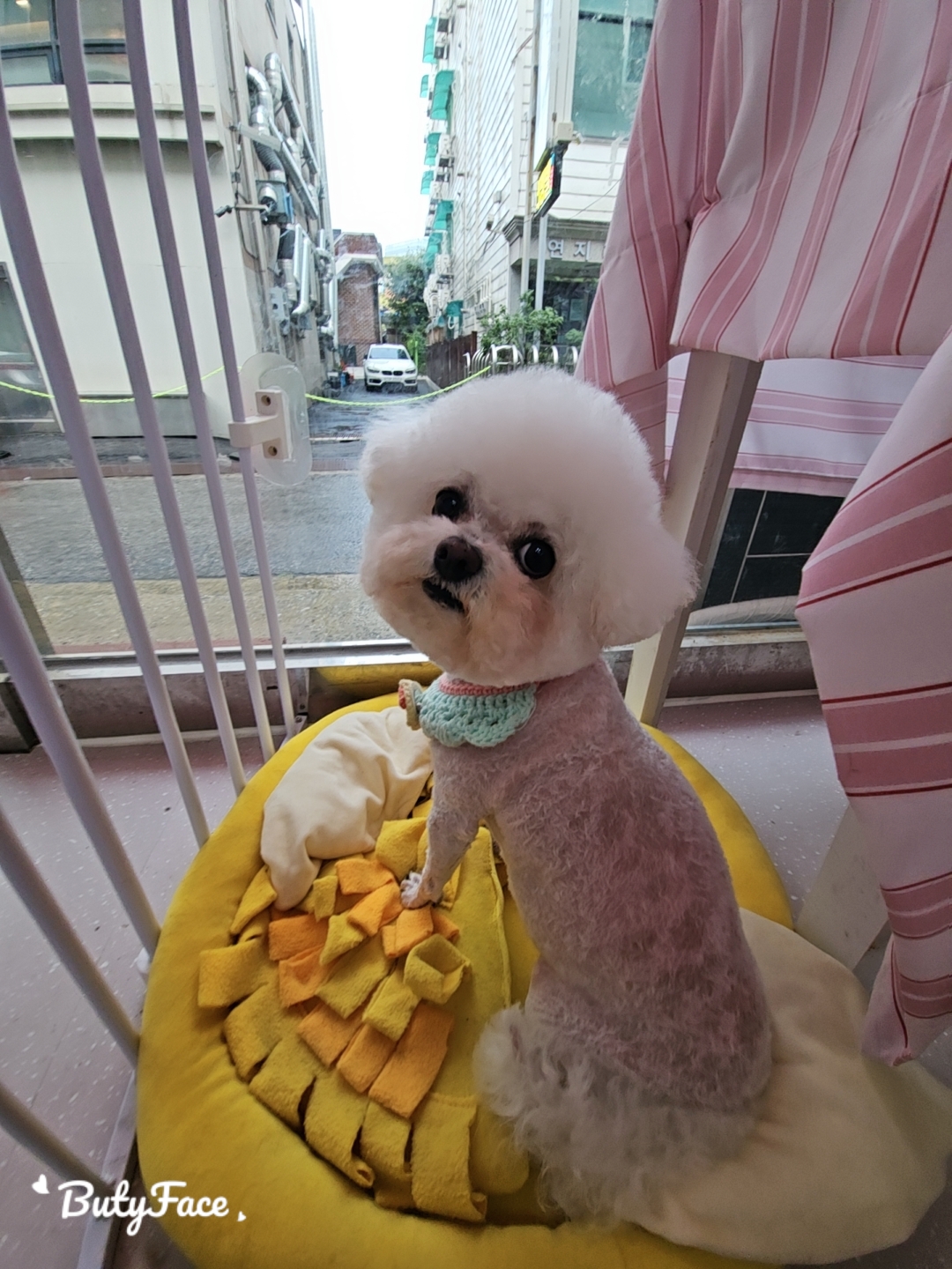 멍멍애견미용 대표 이미지