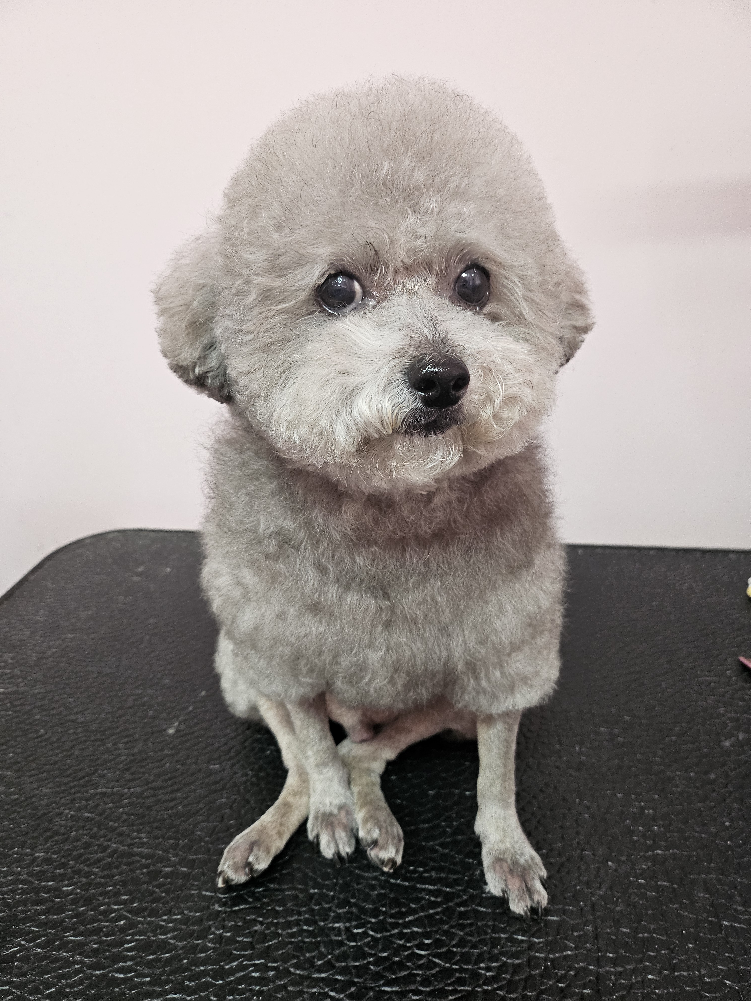 멍멍애견미용 대표 이미지