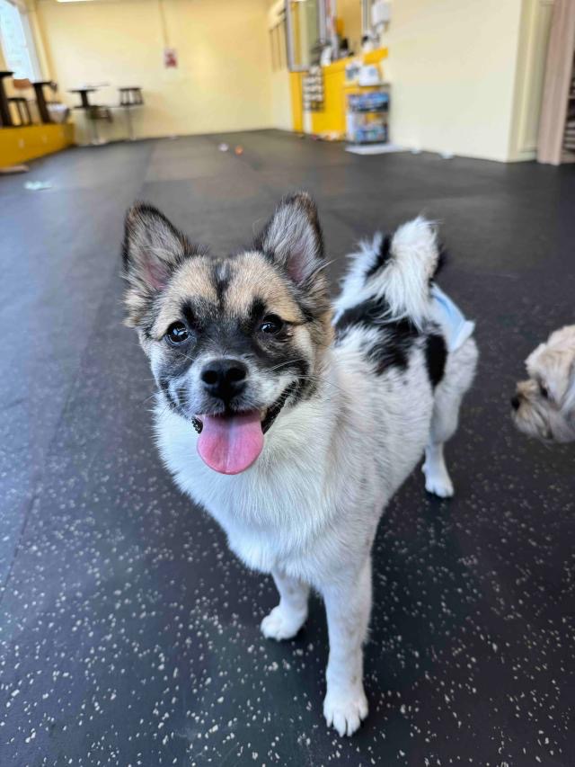 네모난 강아지 대표 이미지