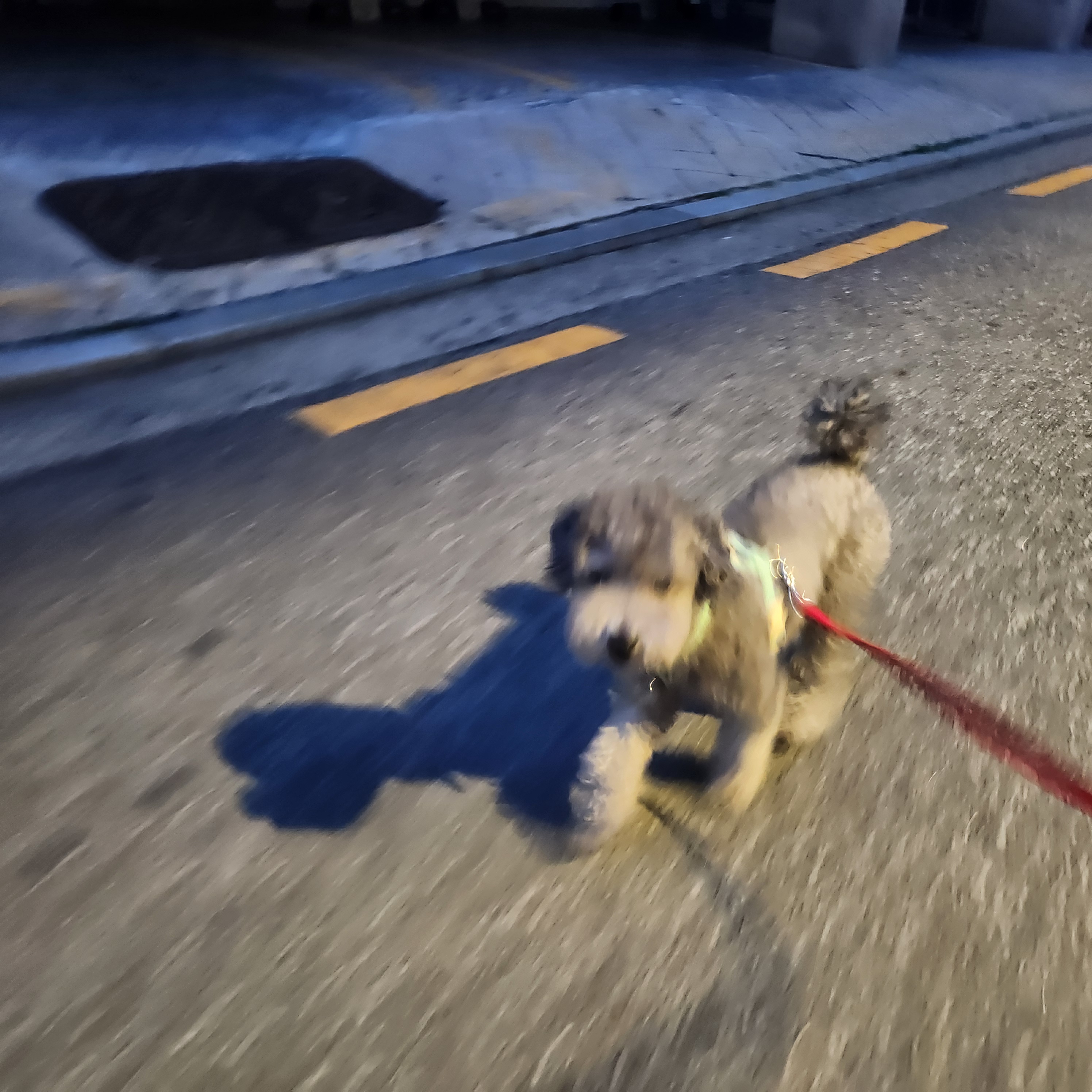 멍그니엘 애견호텔 서울강동점 대표 이미지