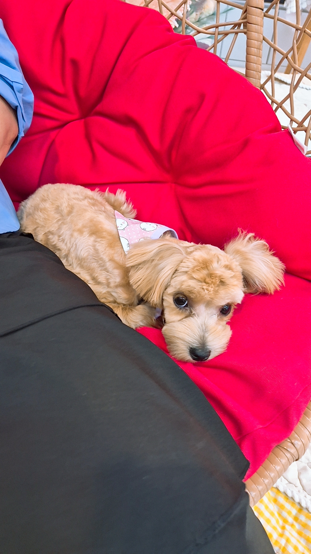 놀러오개 대표 이미지