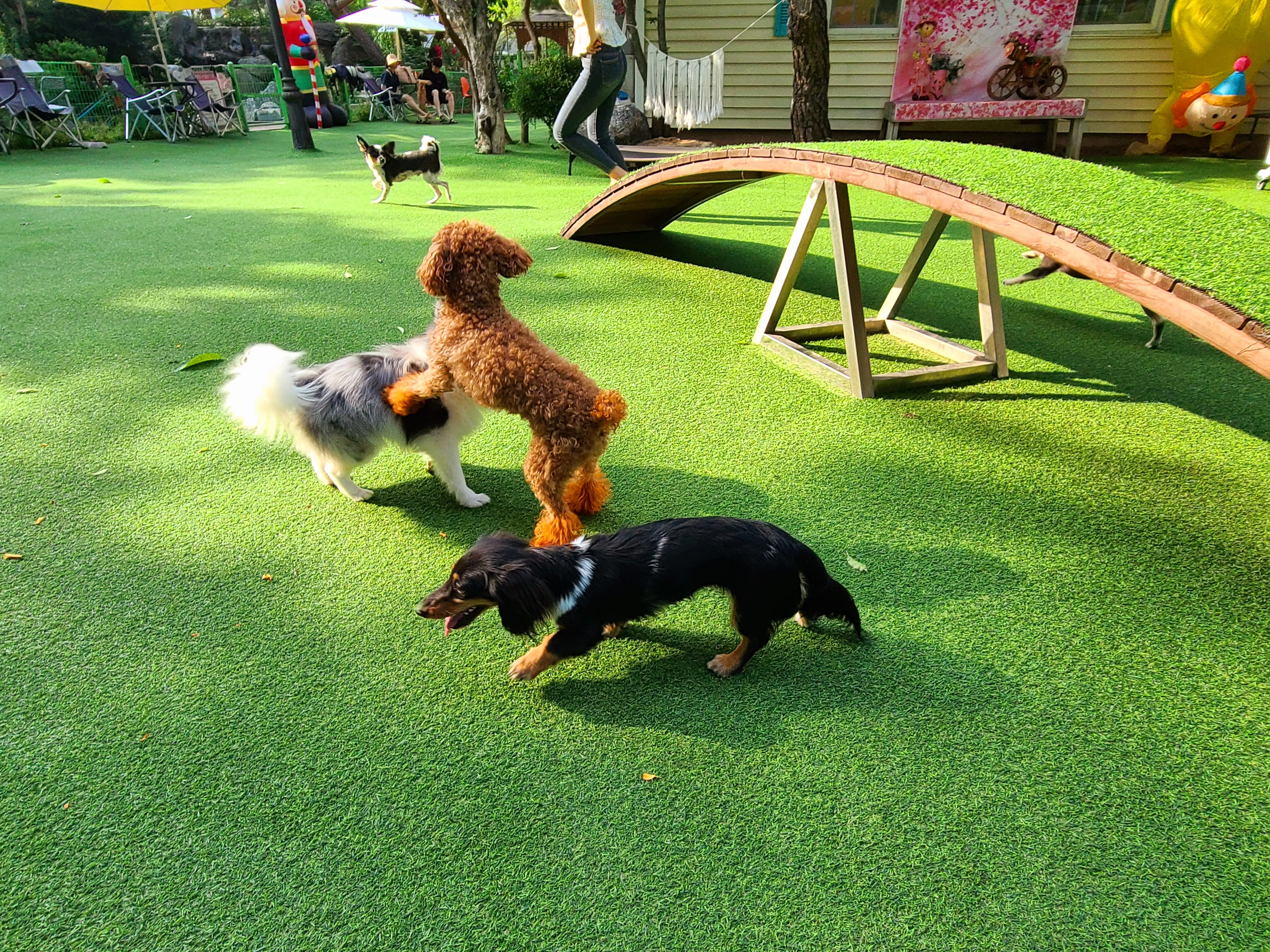 개떼놀이터 남양주 애견운동장 강아지놀이터 펫 반려견 대표 이미지