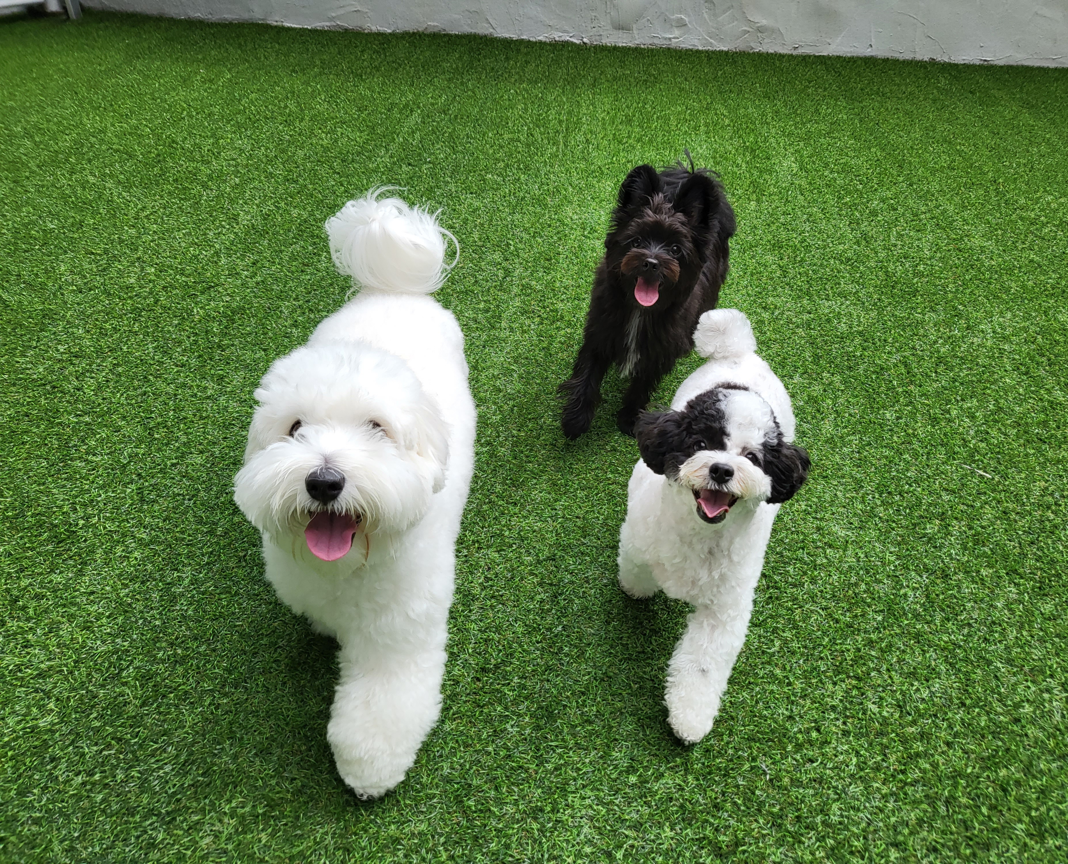 애견유치원 왈스 강북점 반려견 교육 대표 이미지