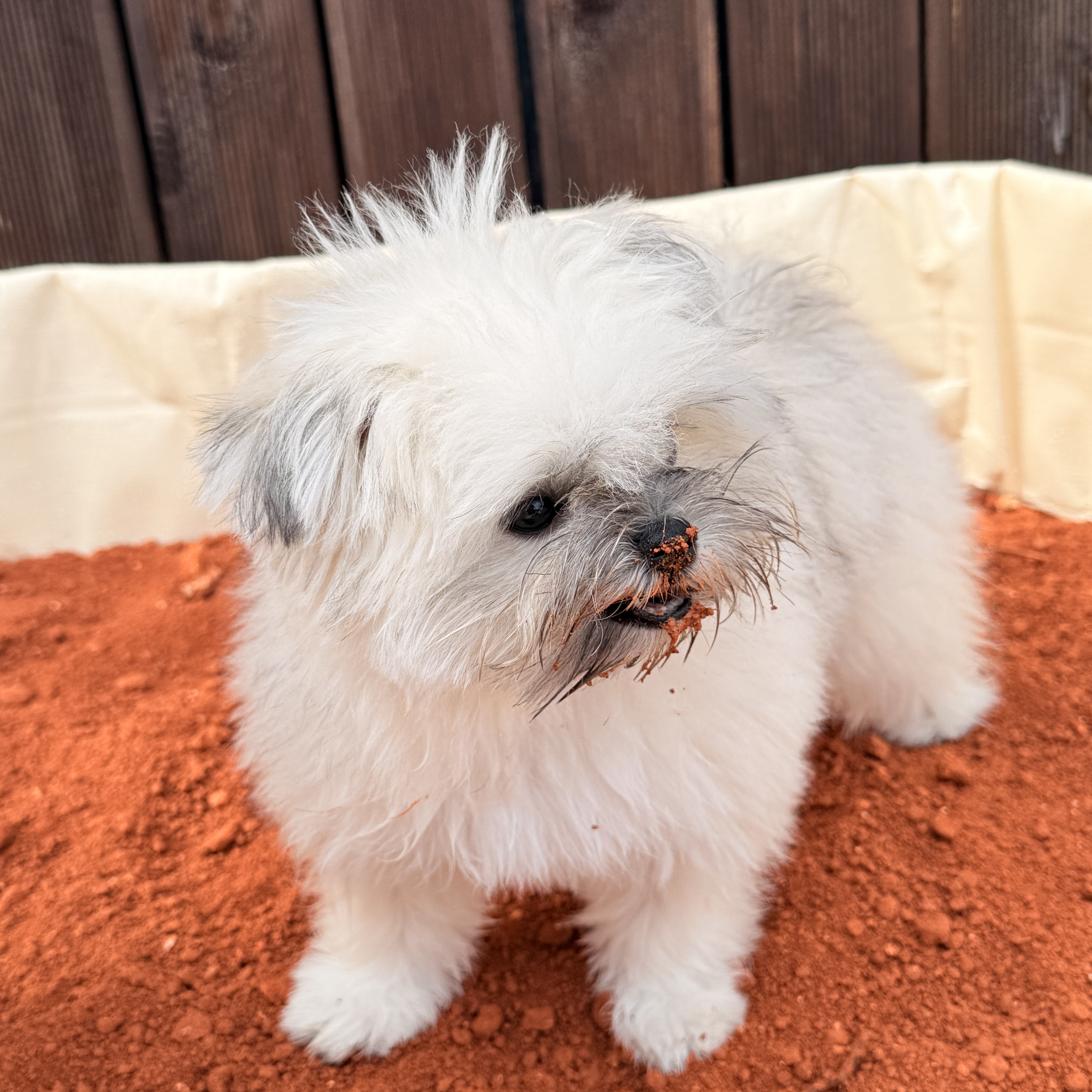 마조르댕 애견유치원&호텔 천안점 대표 이미지