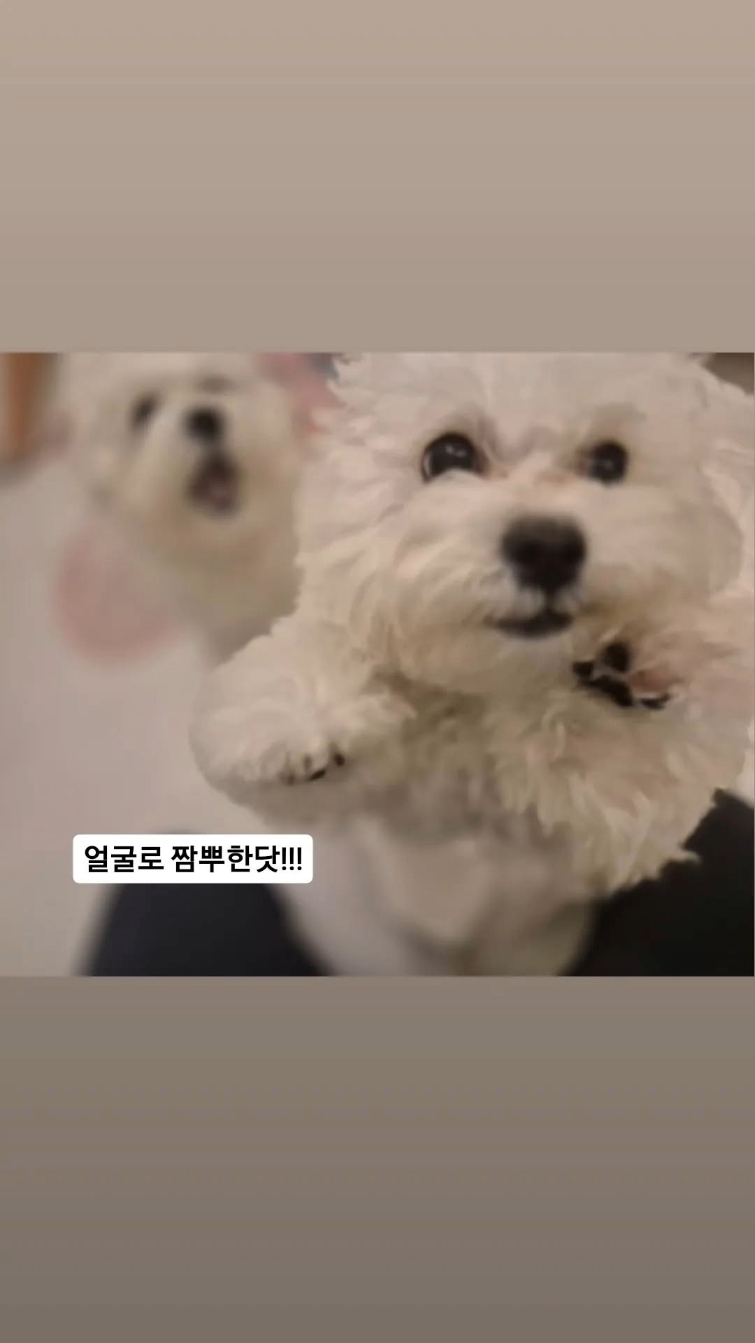 꼬모댕프라이빗애견호텔 대표 이미지