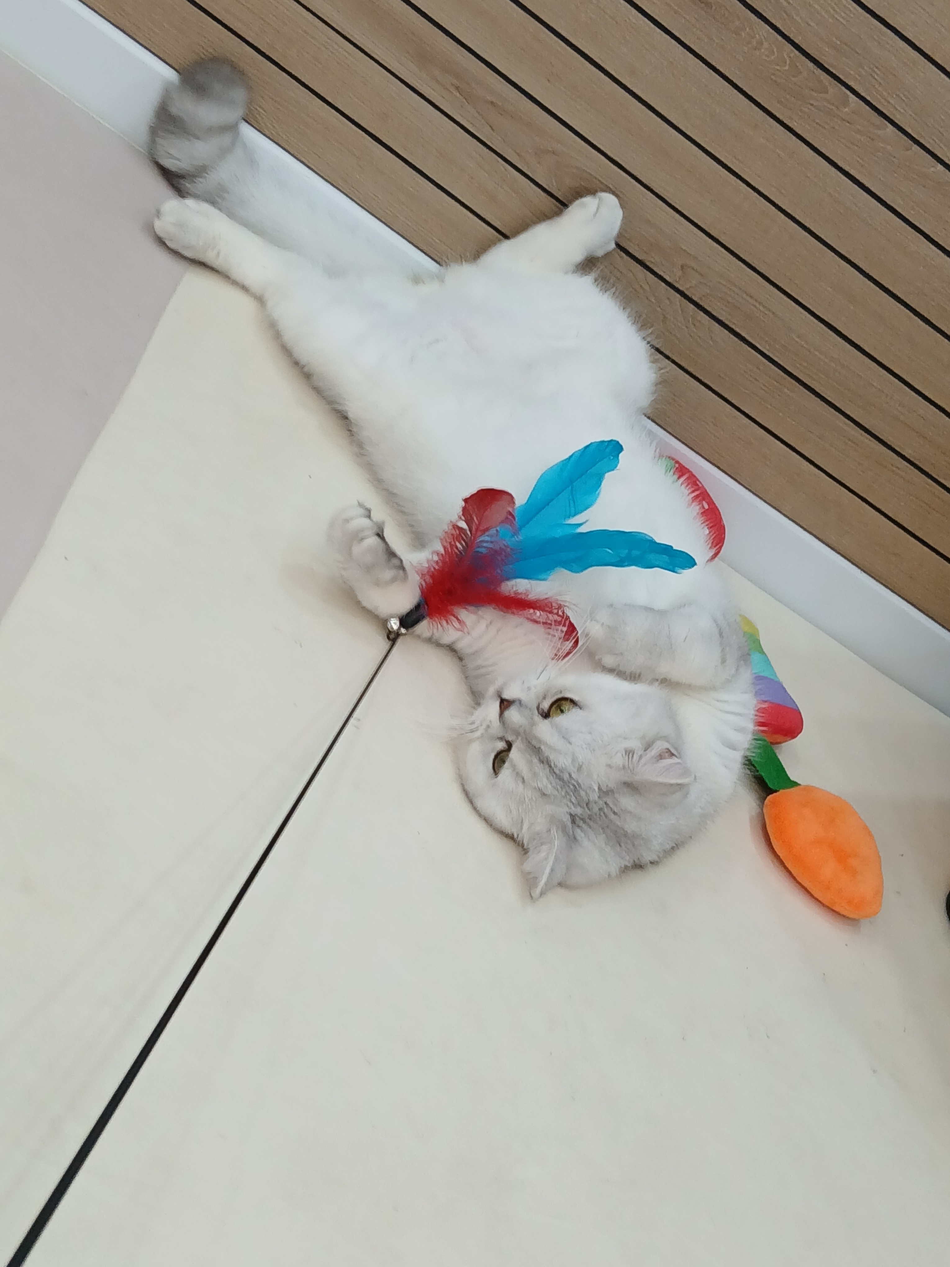 폼나개 대표 이미지