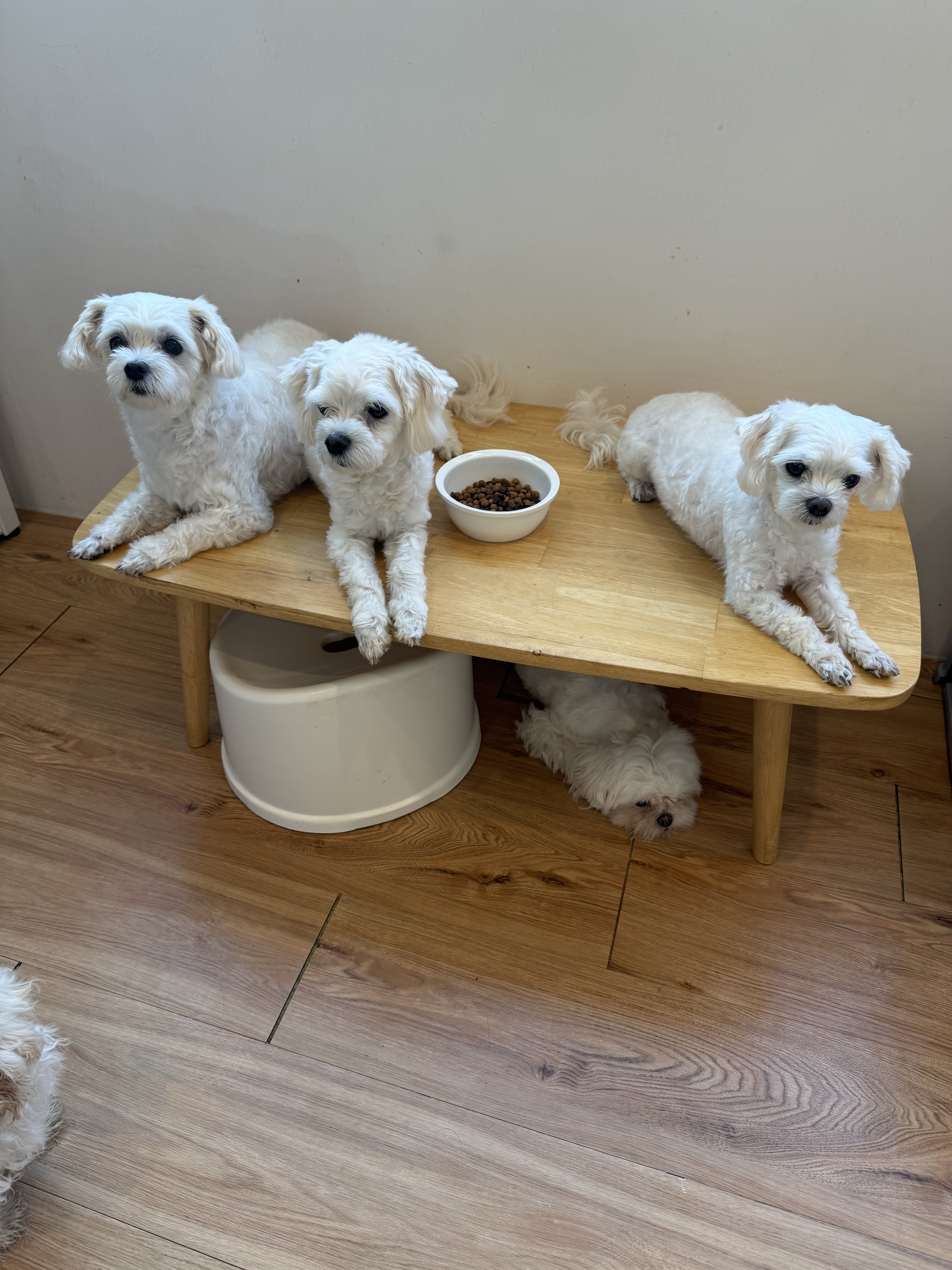 묘성급호텔 대표 이미지