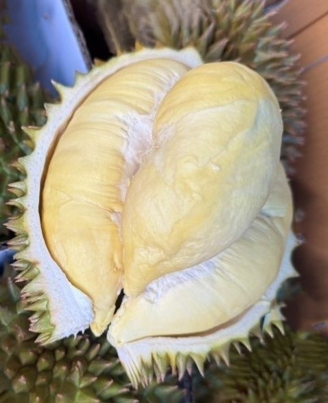 한입쏙과일
