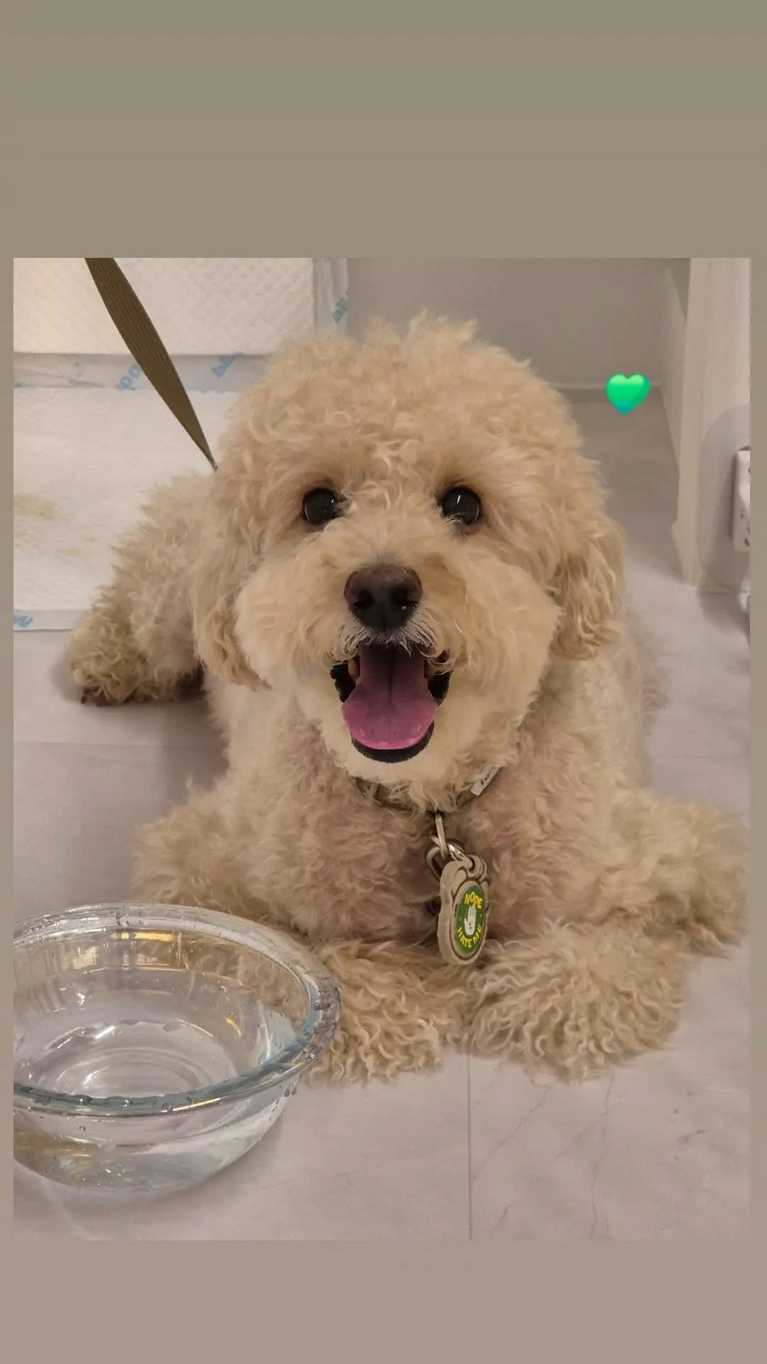 꼬모댕프라이빗애견호텔 대표 이미지