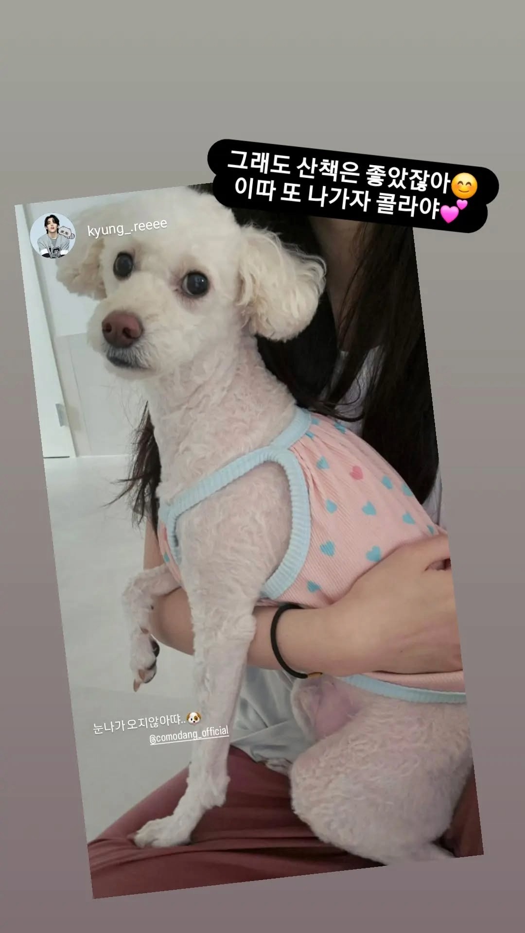 꼬모댕프라이빗애견호텔 대표 이미지