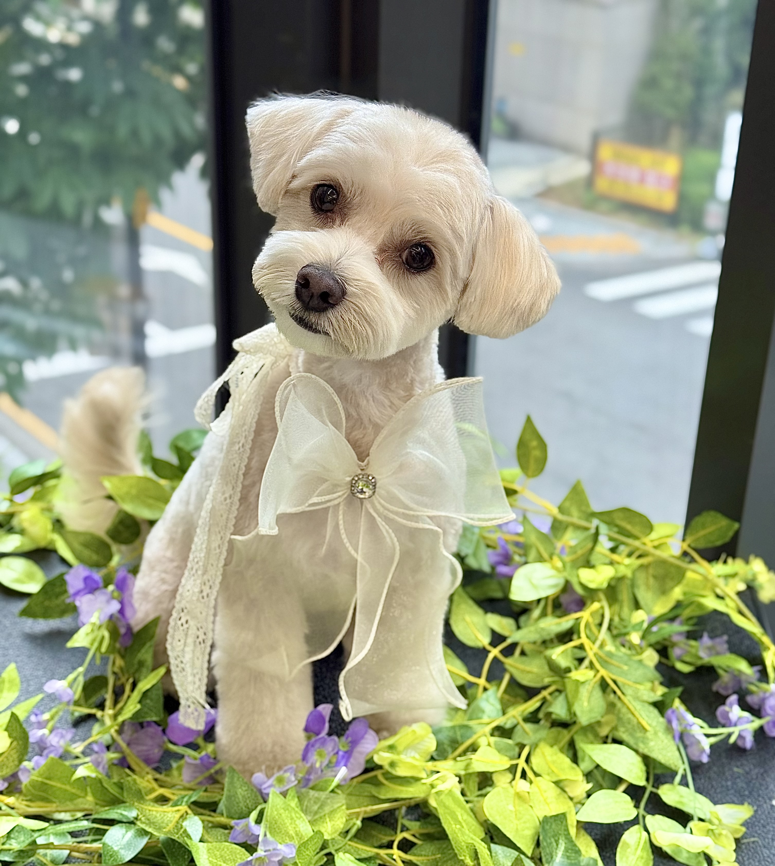 쁘띠펫살롱 대표 이미지