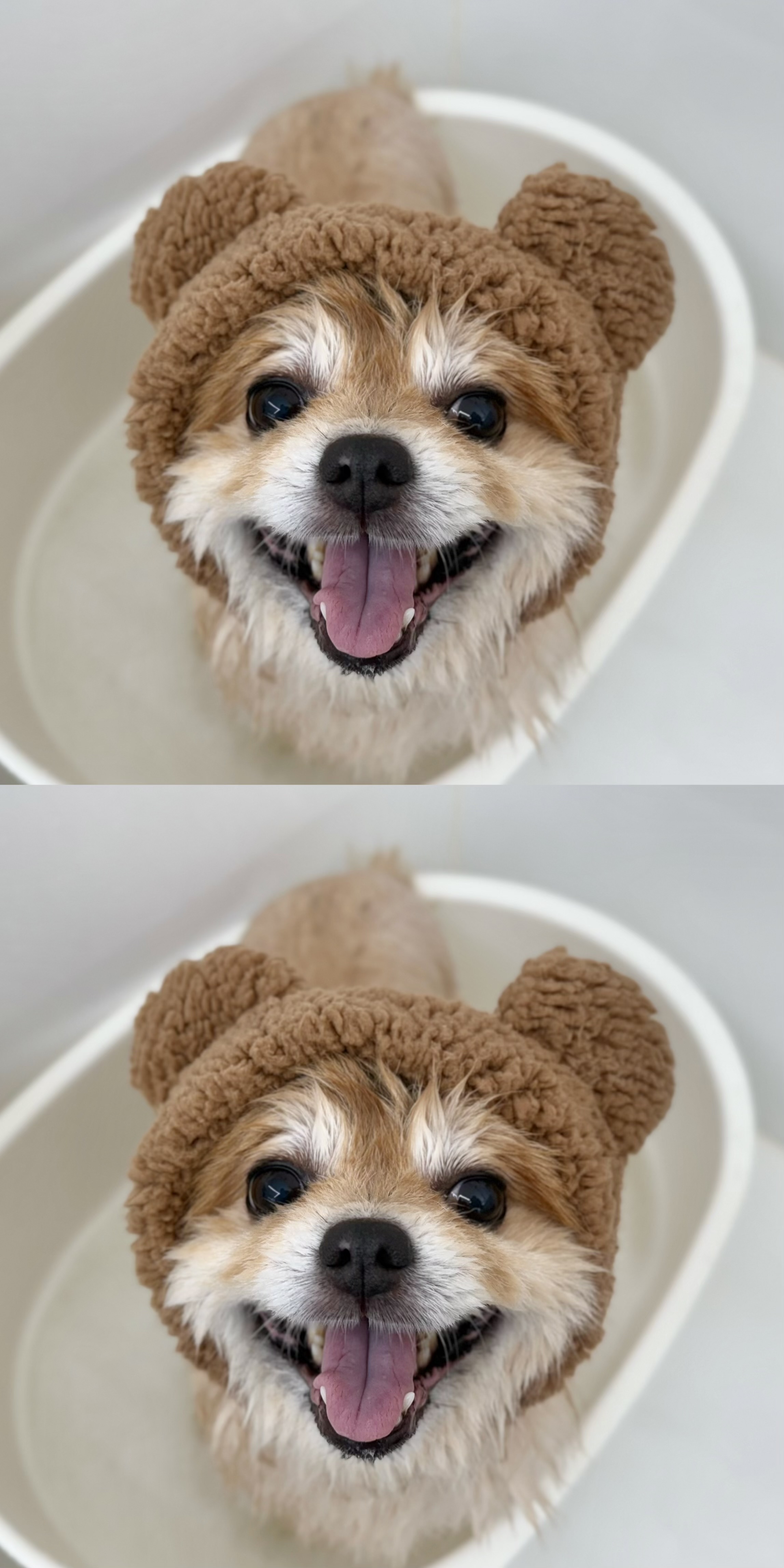 숲속의강아지 대표 이미지