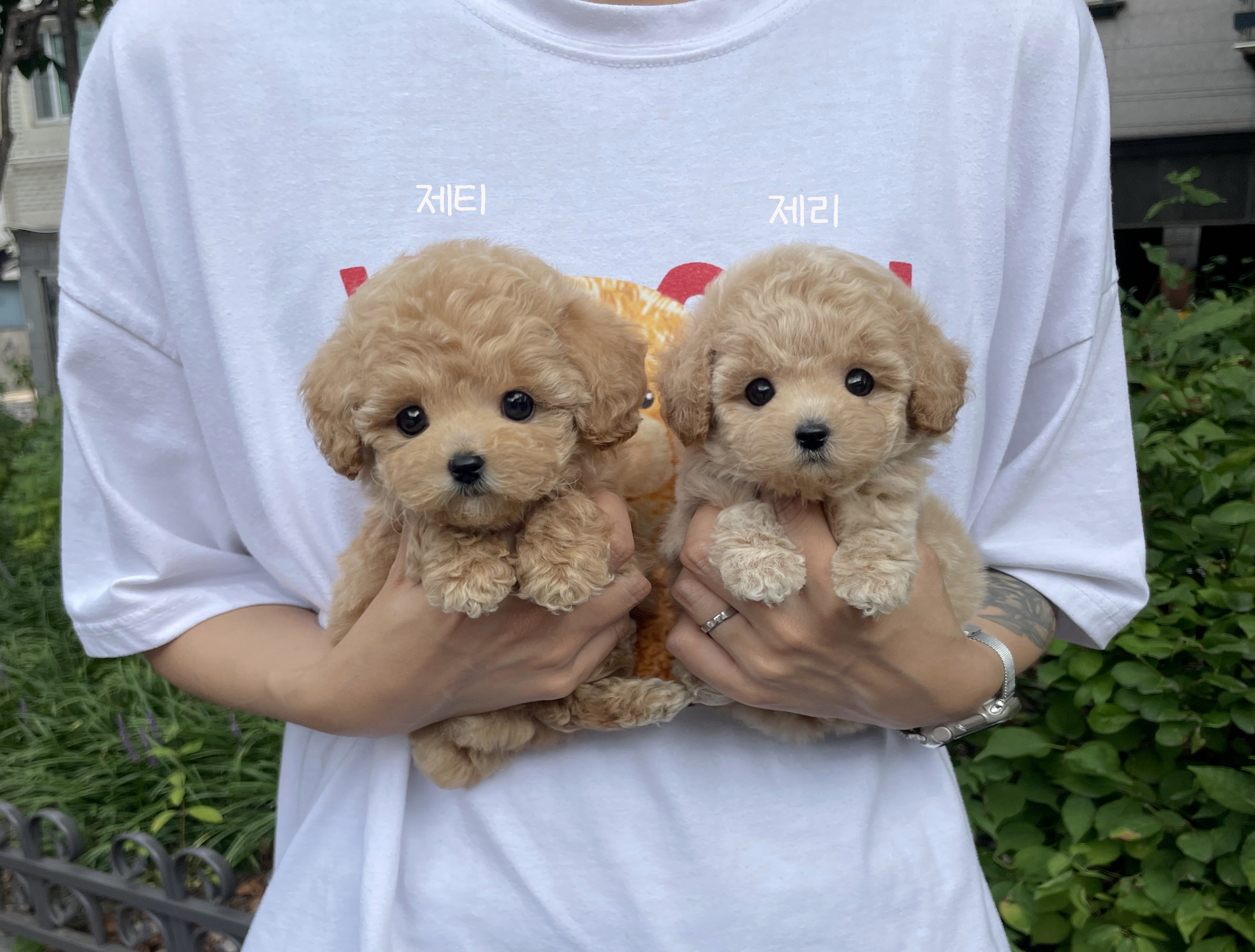 돌봄 강아지분양 대표 이미지