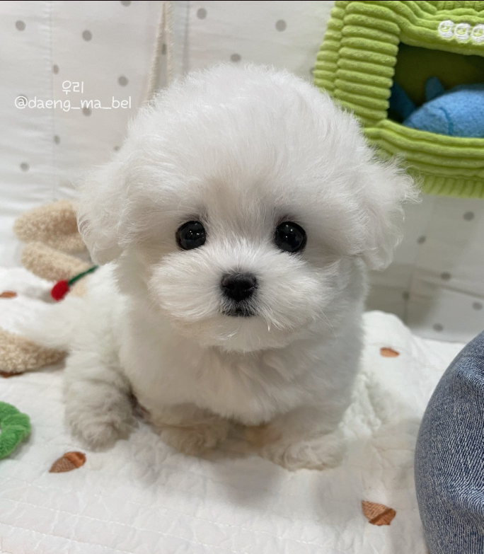 돌봄 강아지분양 대표 이미지