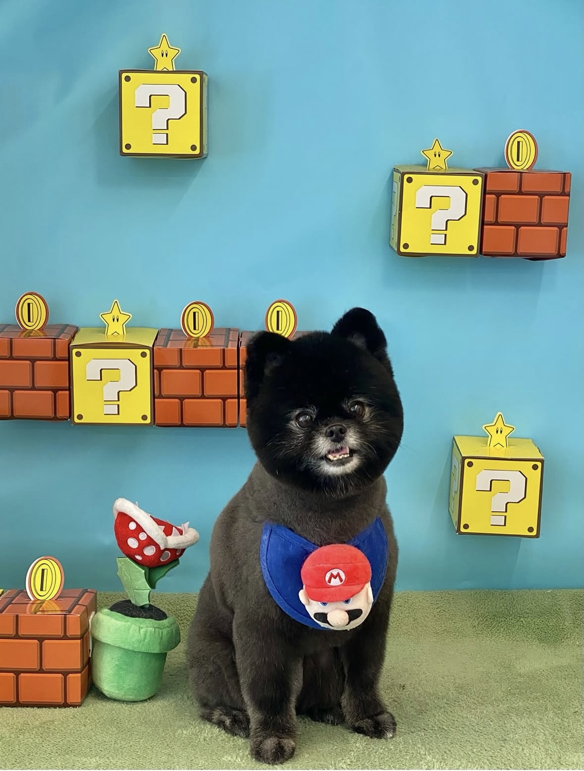 샤네리 대표 이미지