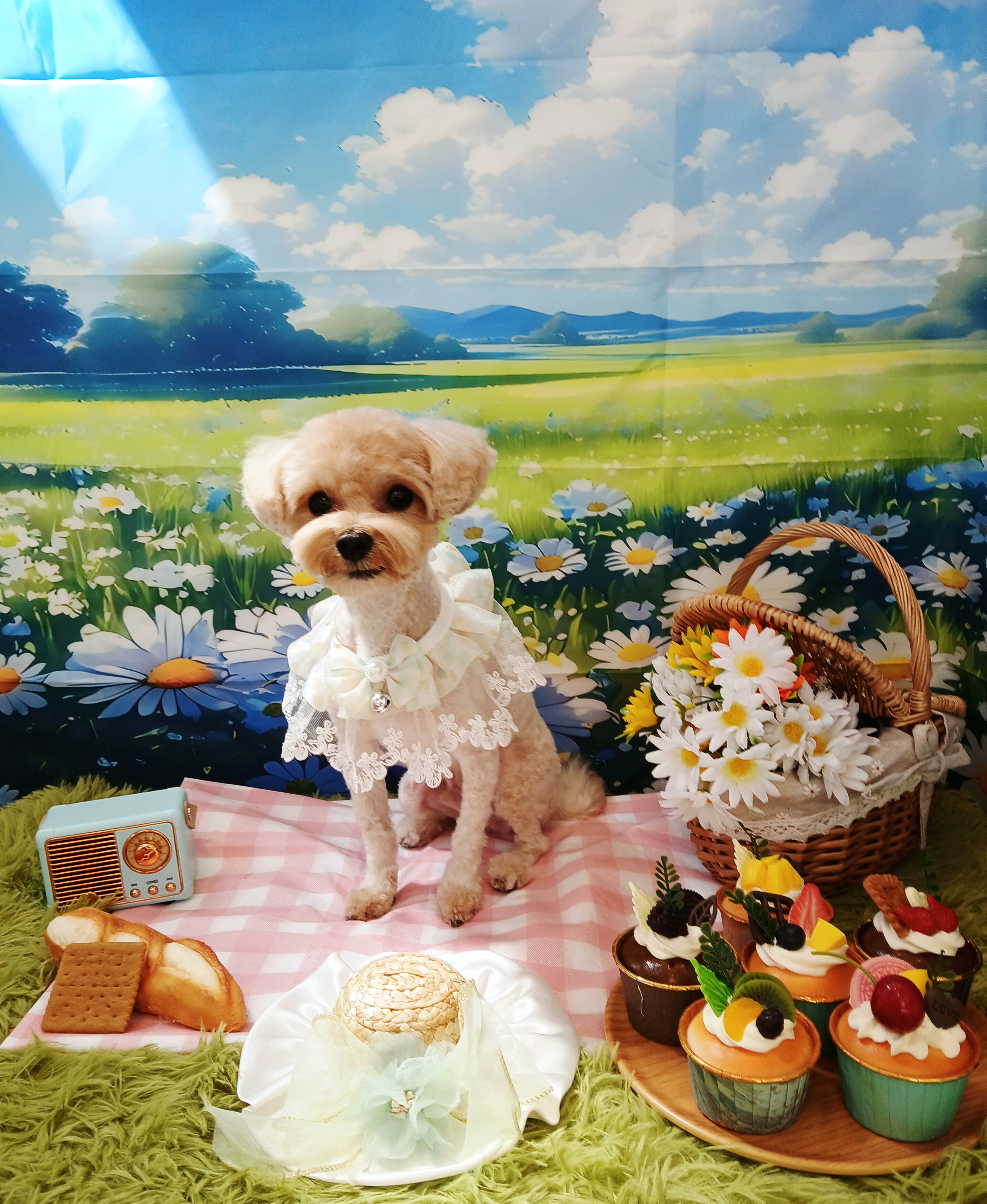 댕며들개 대표 이미지