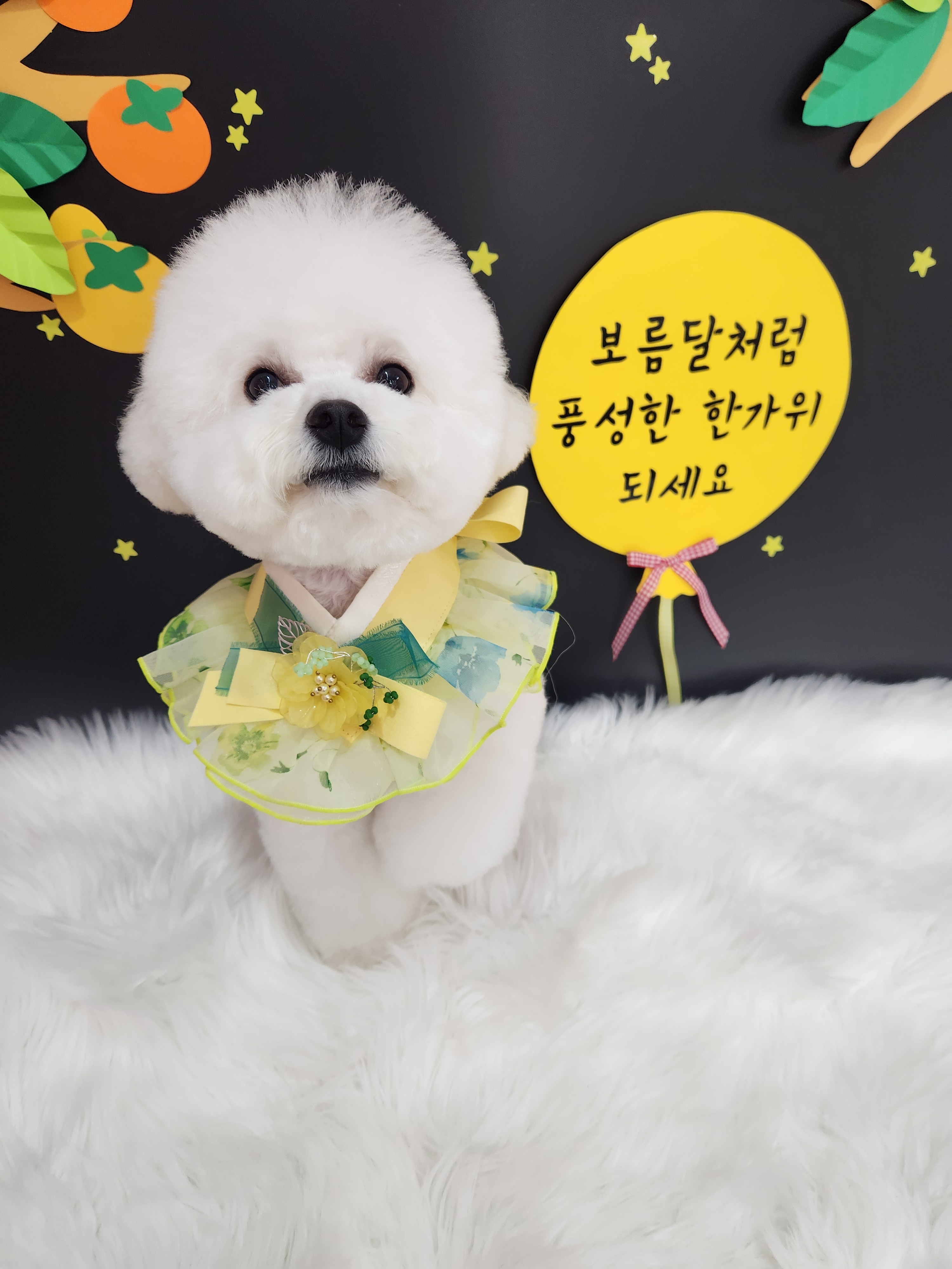 복이네도그살롱 대표 이미지