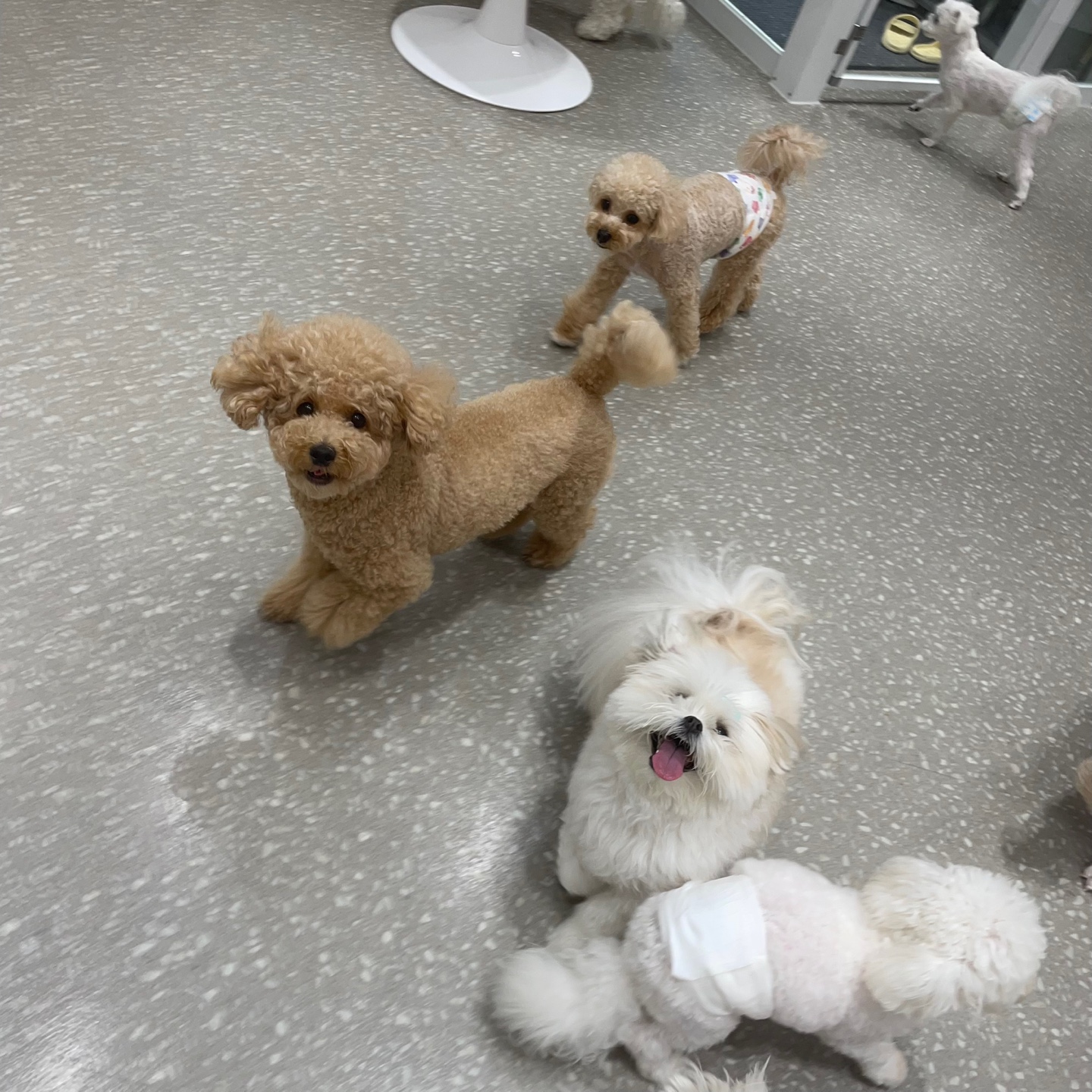 러버독&도그팰리스 대표 이미지