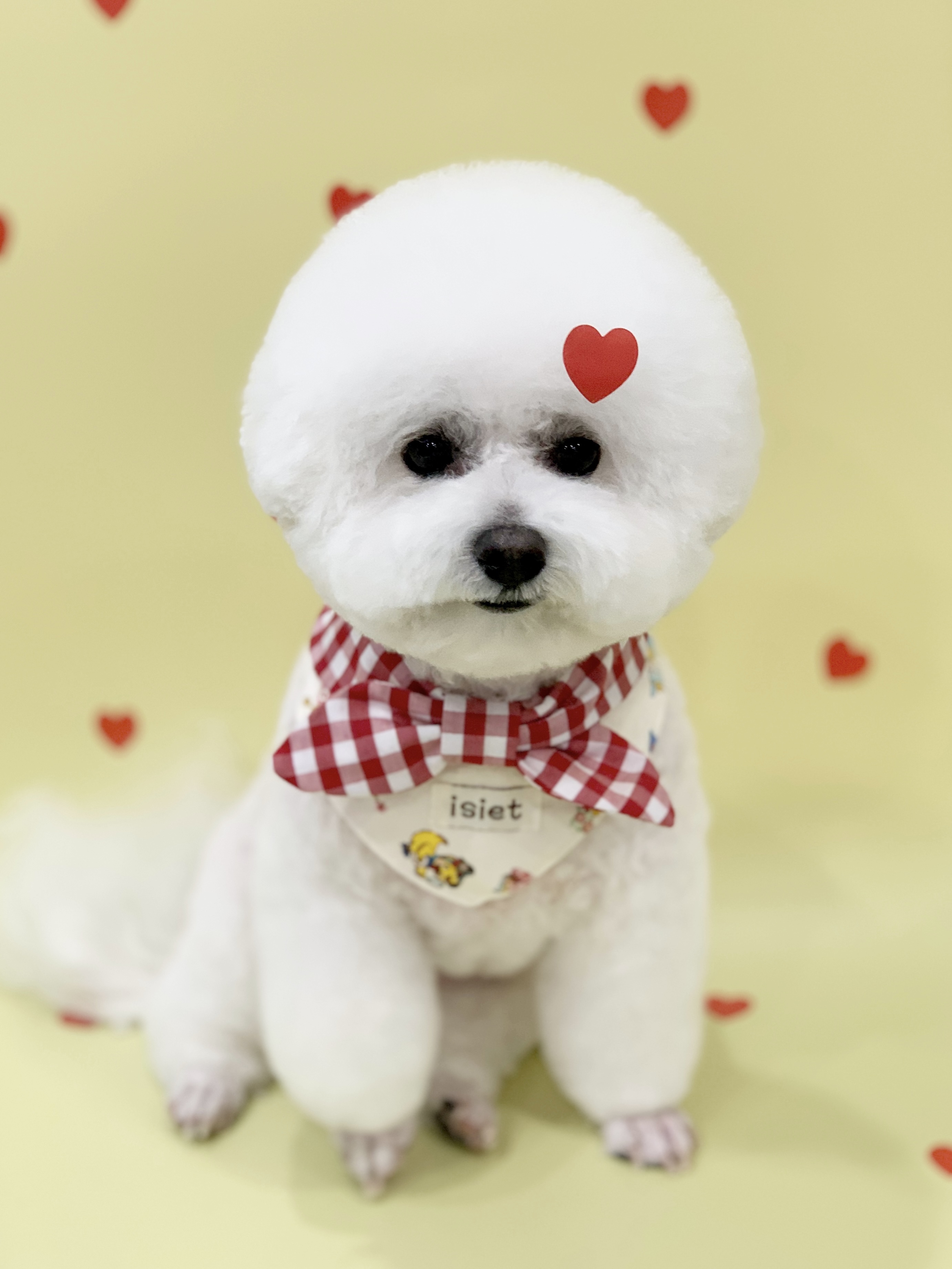 다온그루밍 대표 이미지