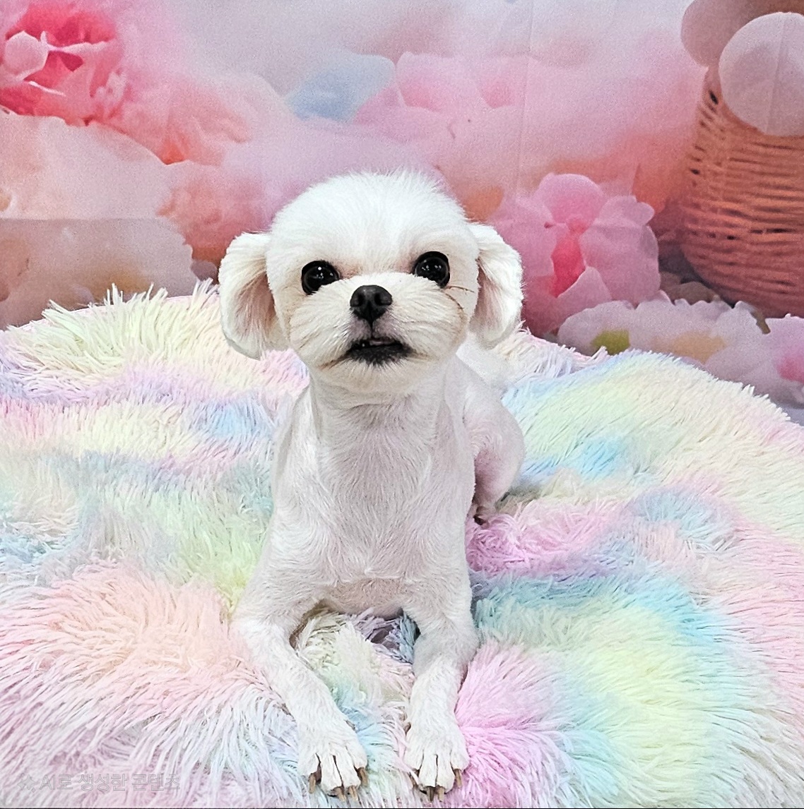 소다펫 대표 이미지