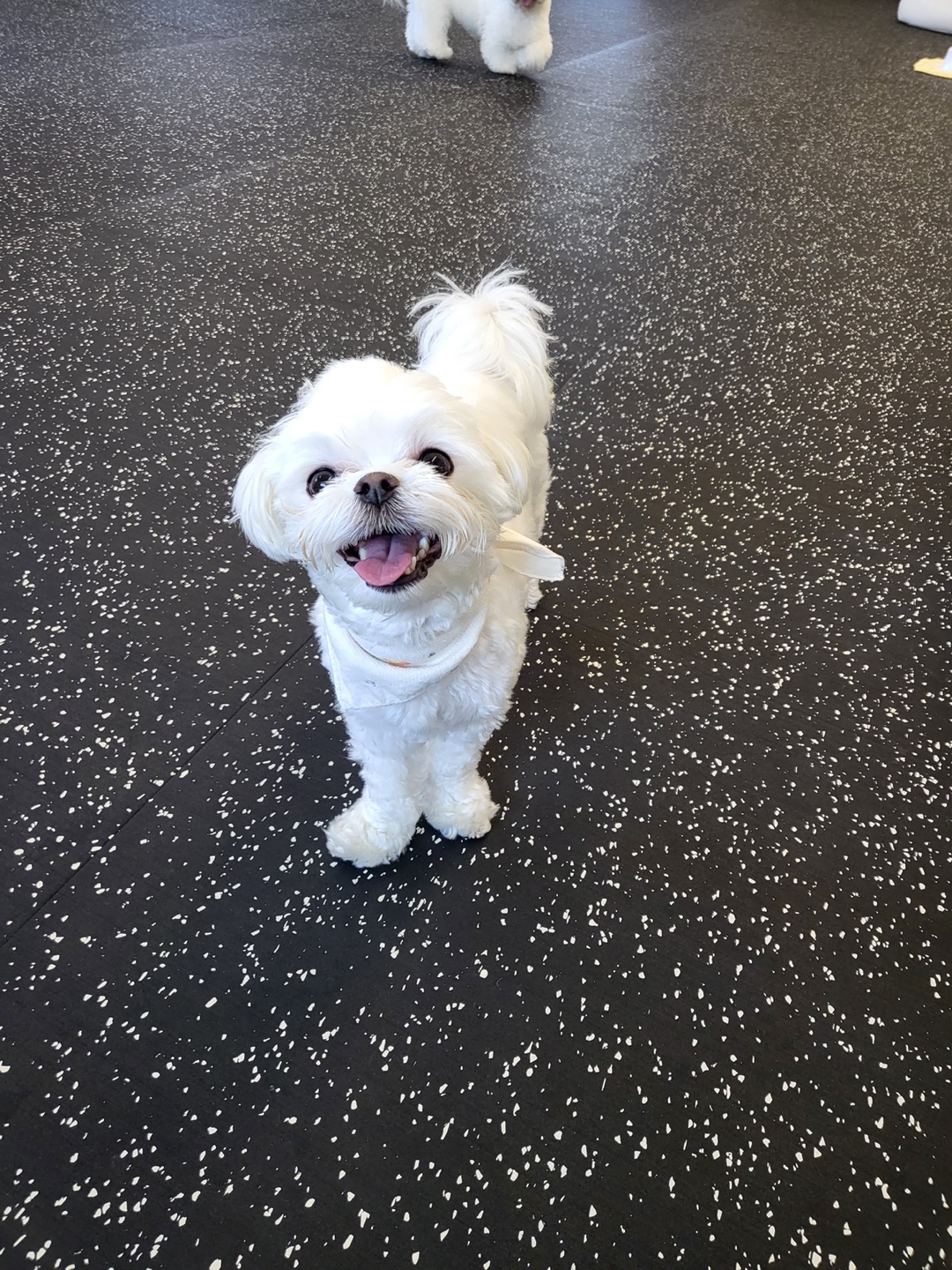 멍도레 대표 이미지