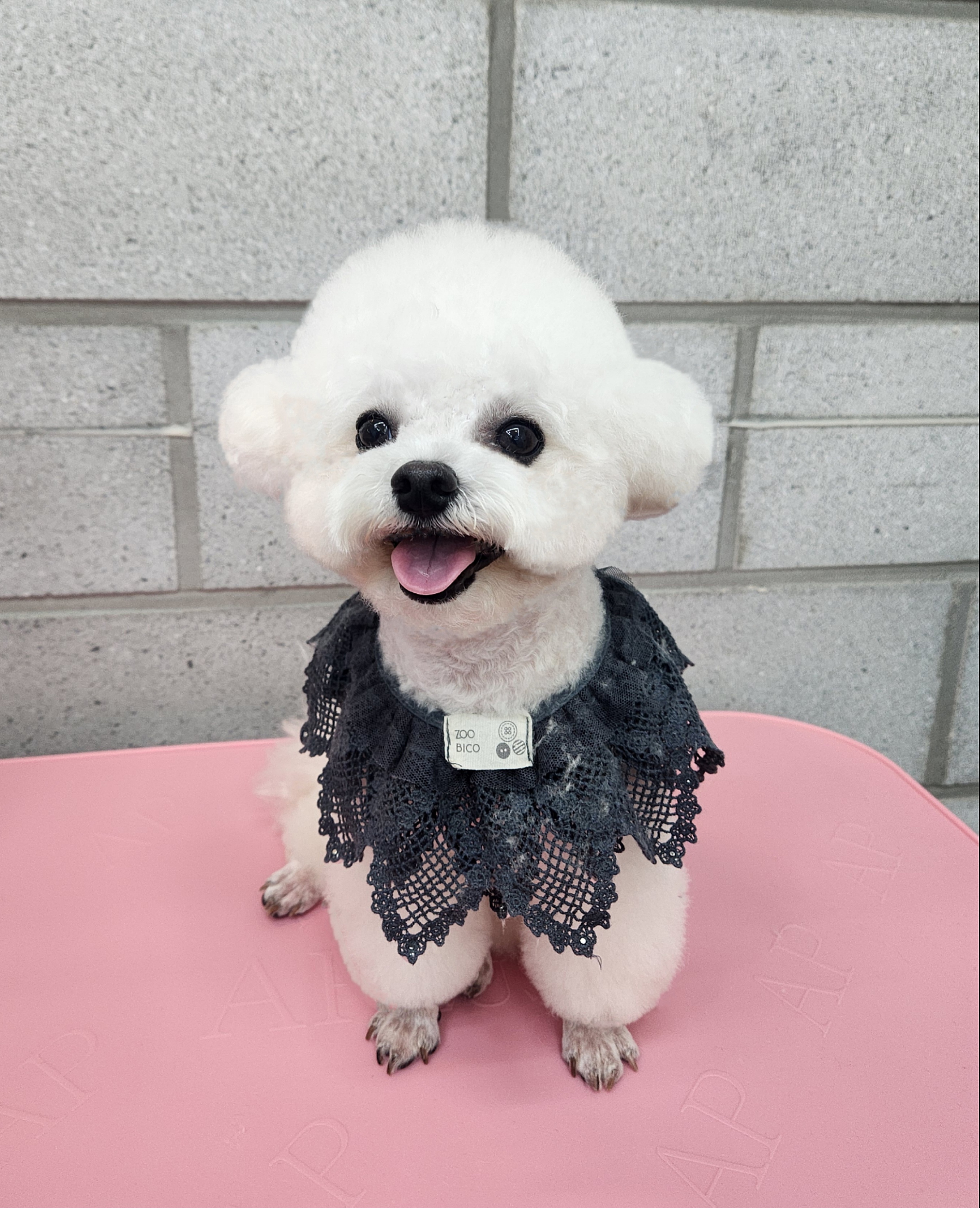 우리몽 대표 이미지