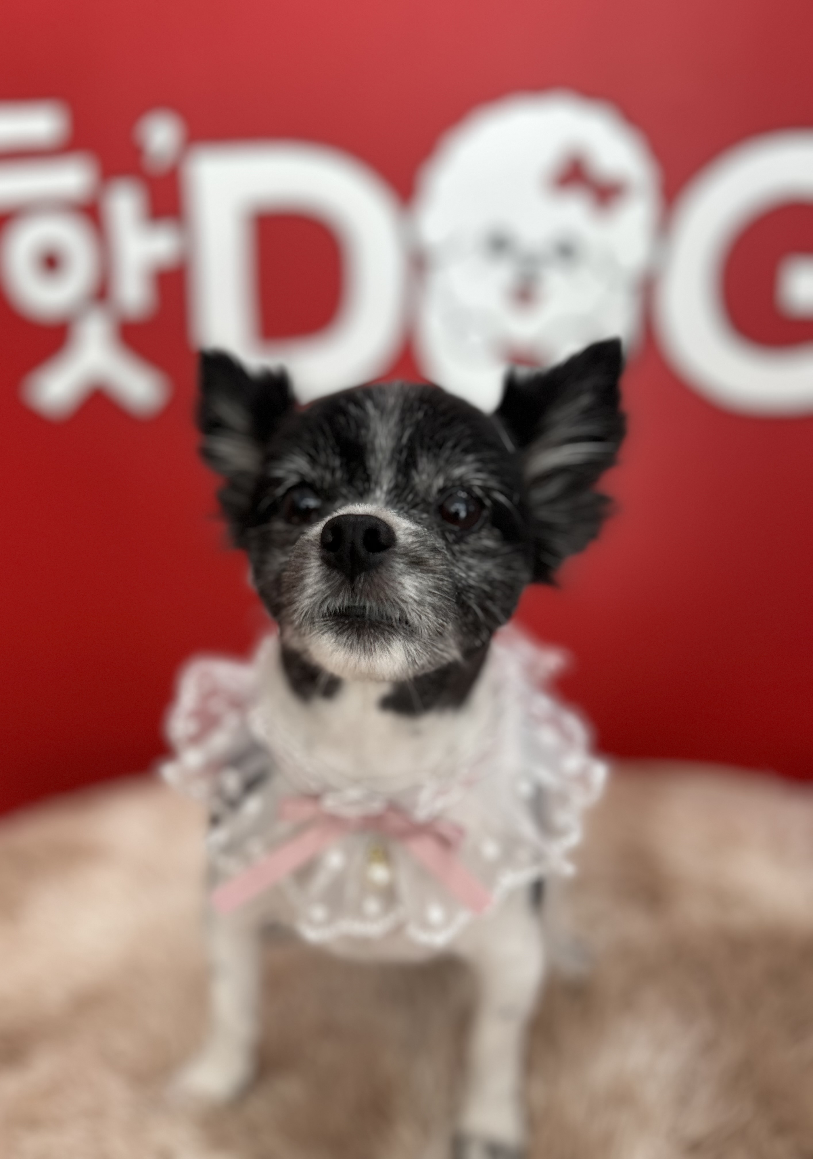 핫DOG 대표 이미지