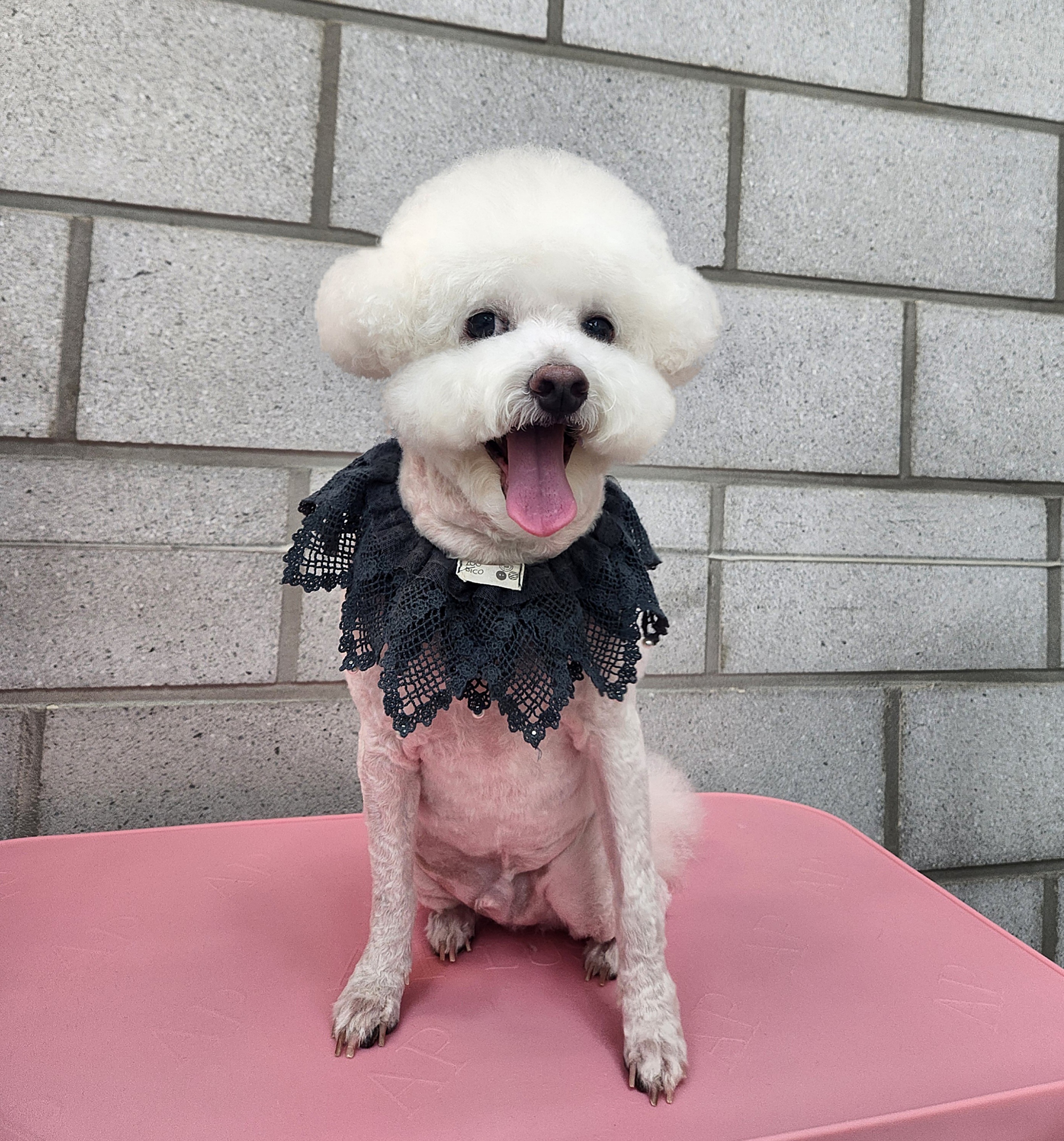 우리몽 대표 이미지