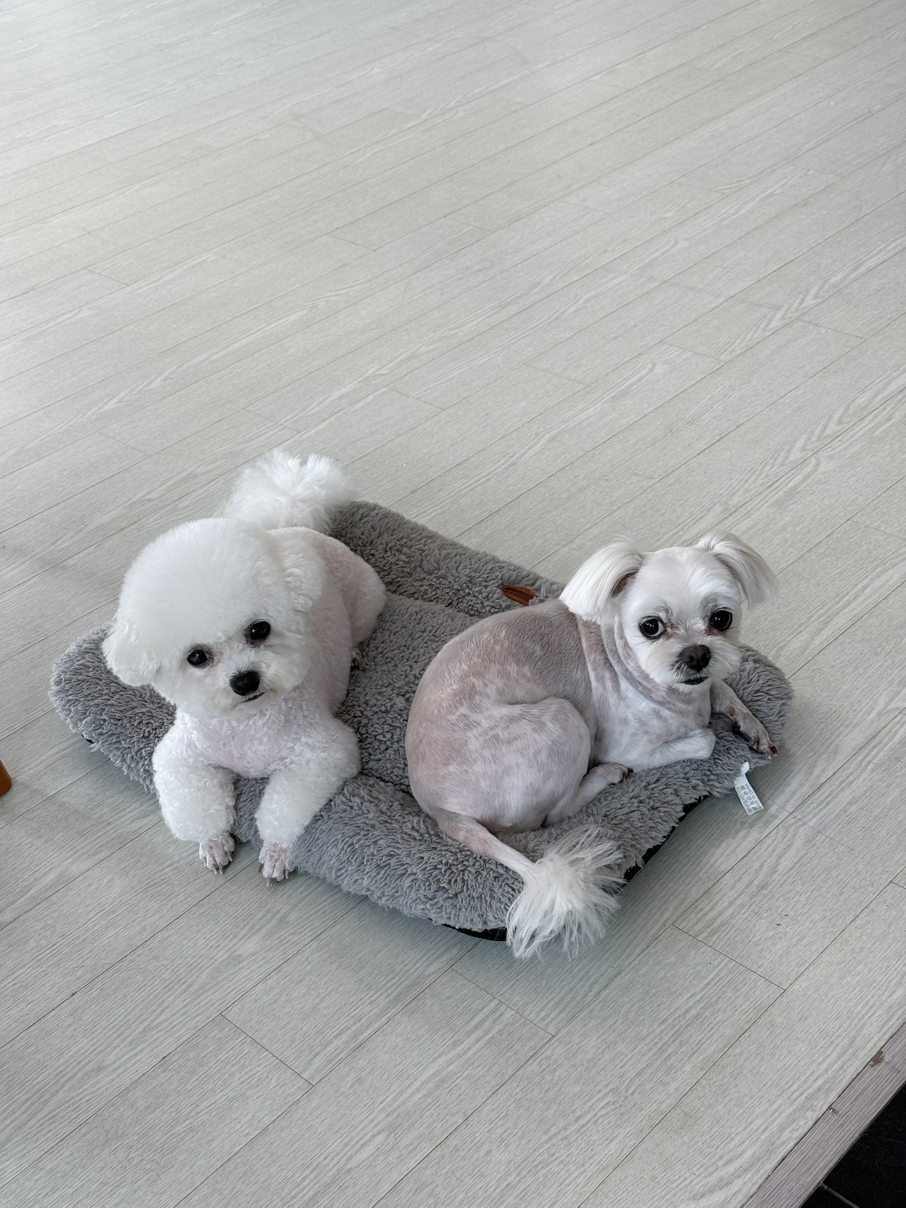뽀솜뽀솜 대표 이미지