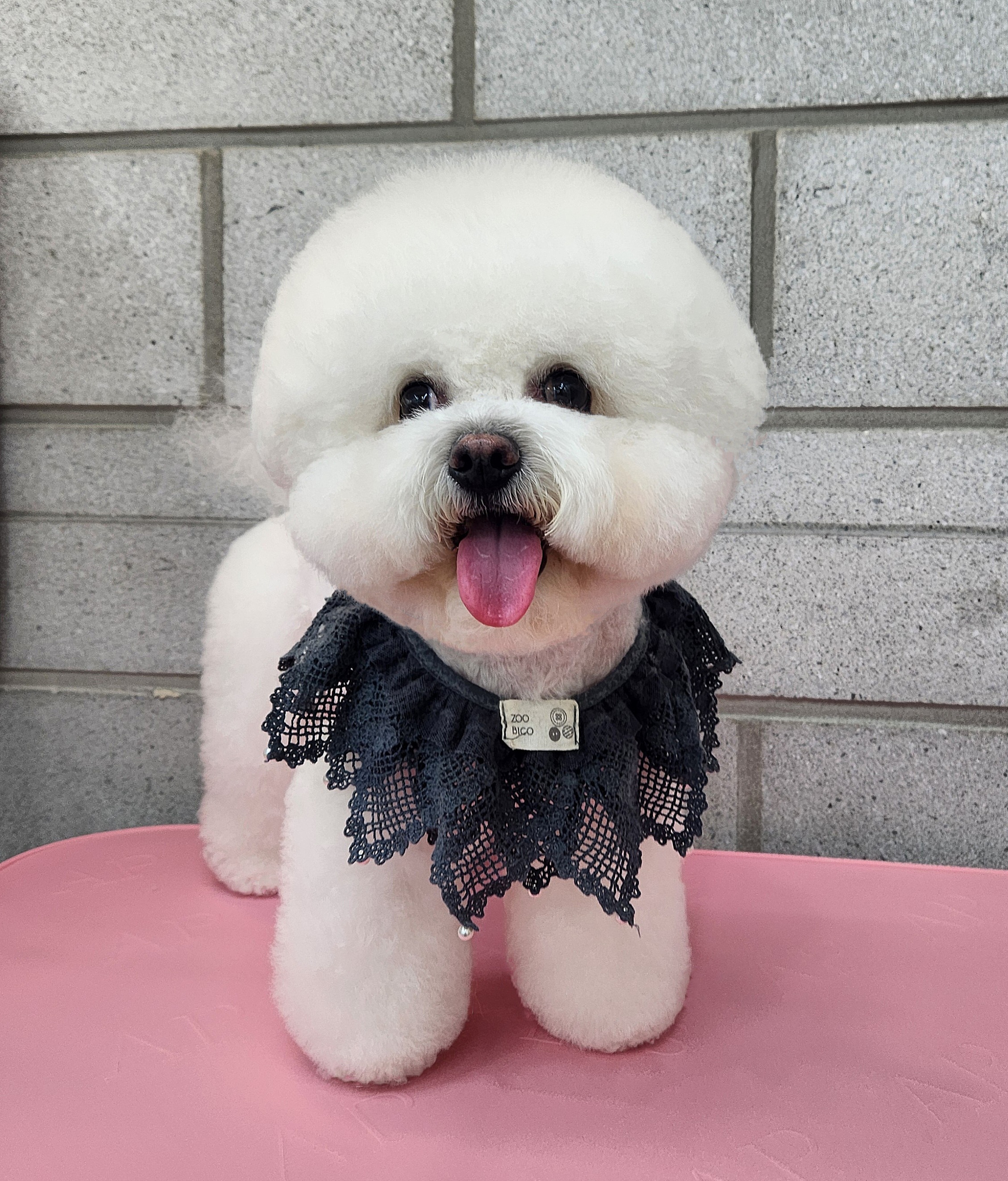 우리몽 대표 이미지