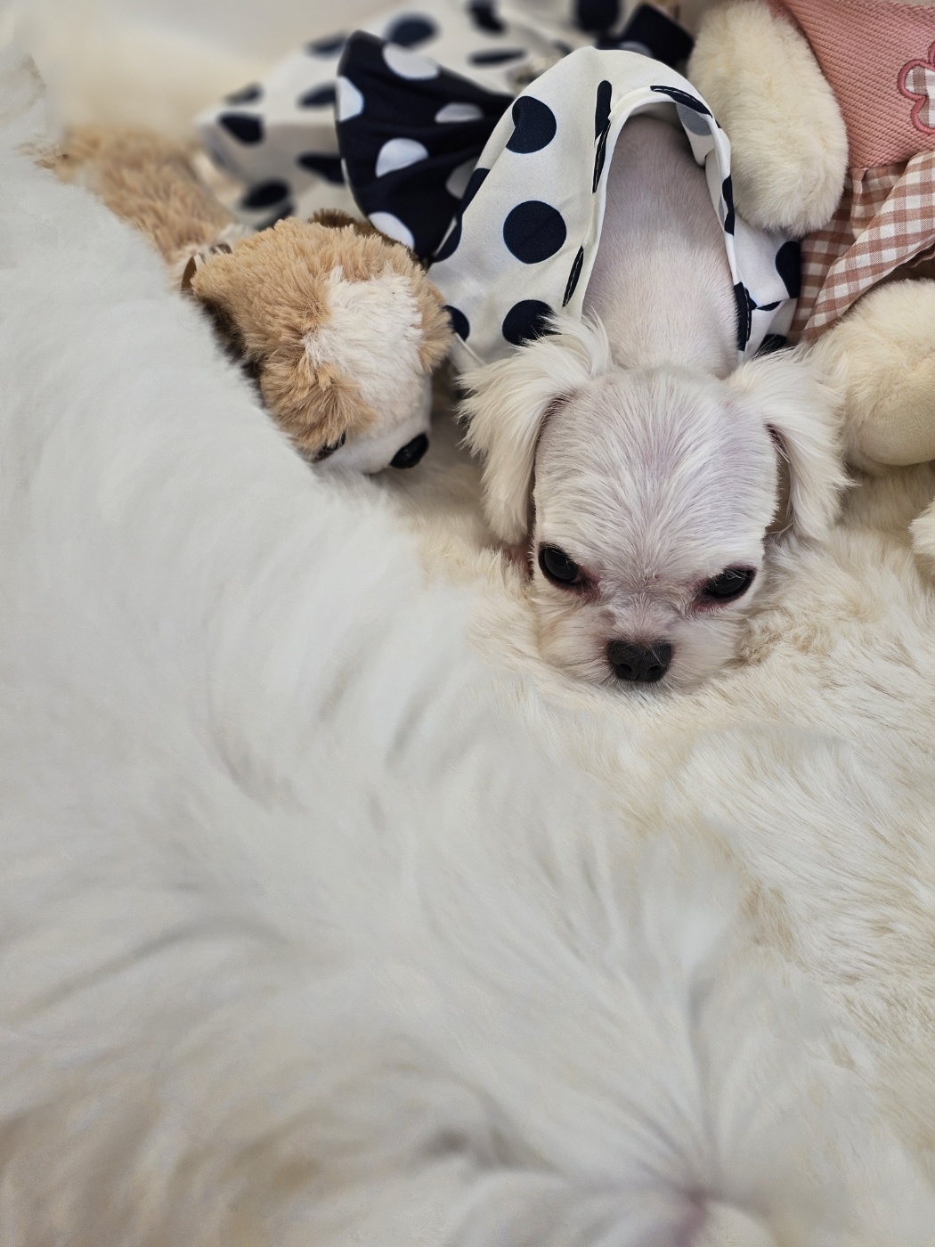 퍼피힐스 대표 이미지