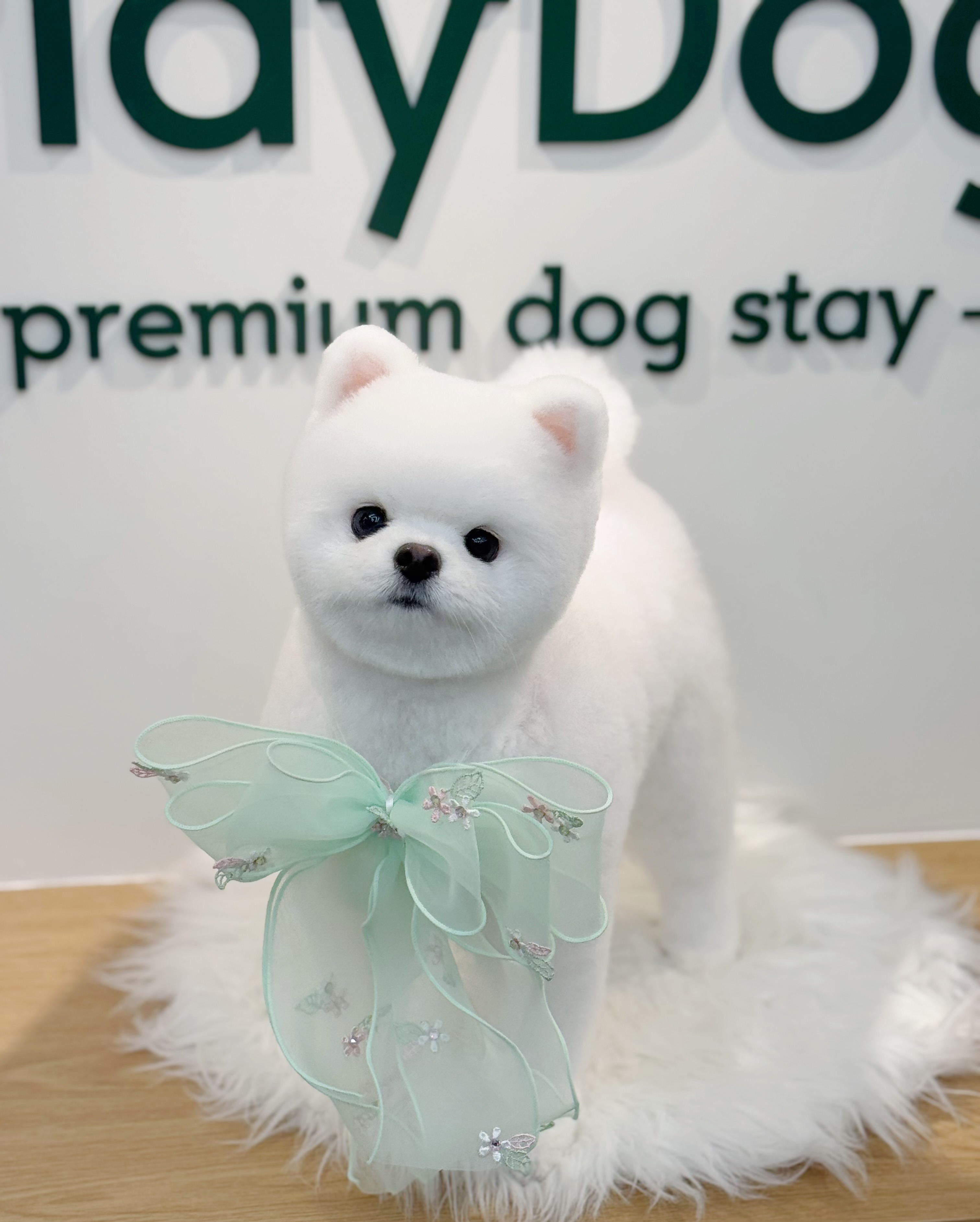 플레이도그 애견호텔 대표 이미지