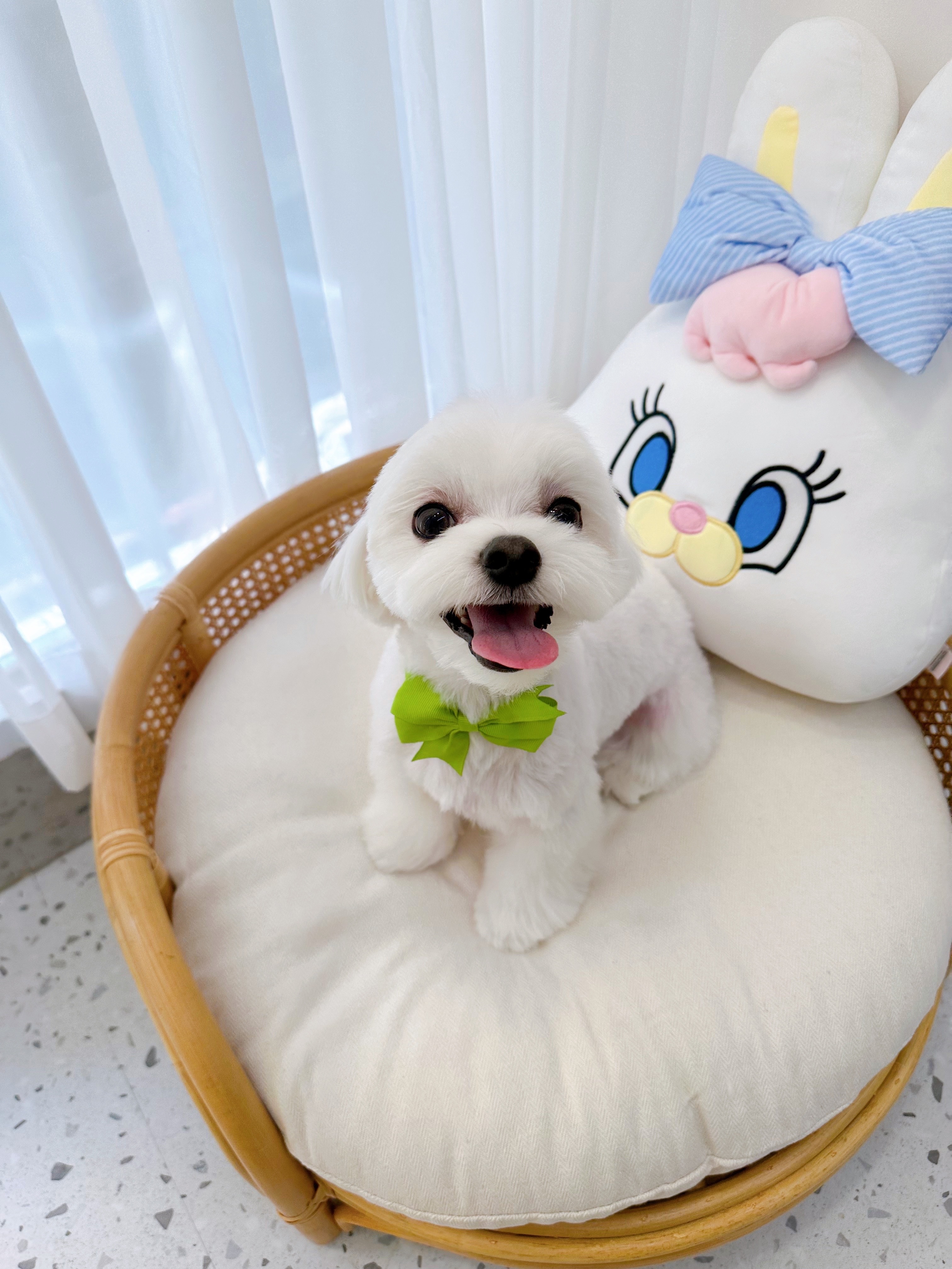 프렌들리 펫살롱 대표 이미지