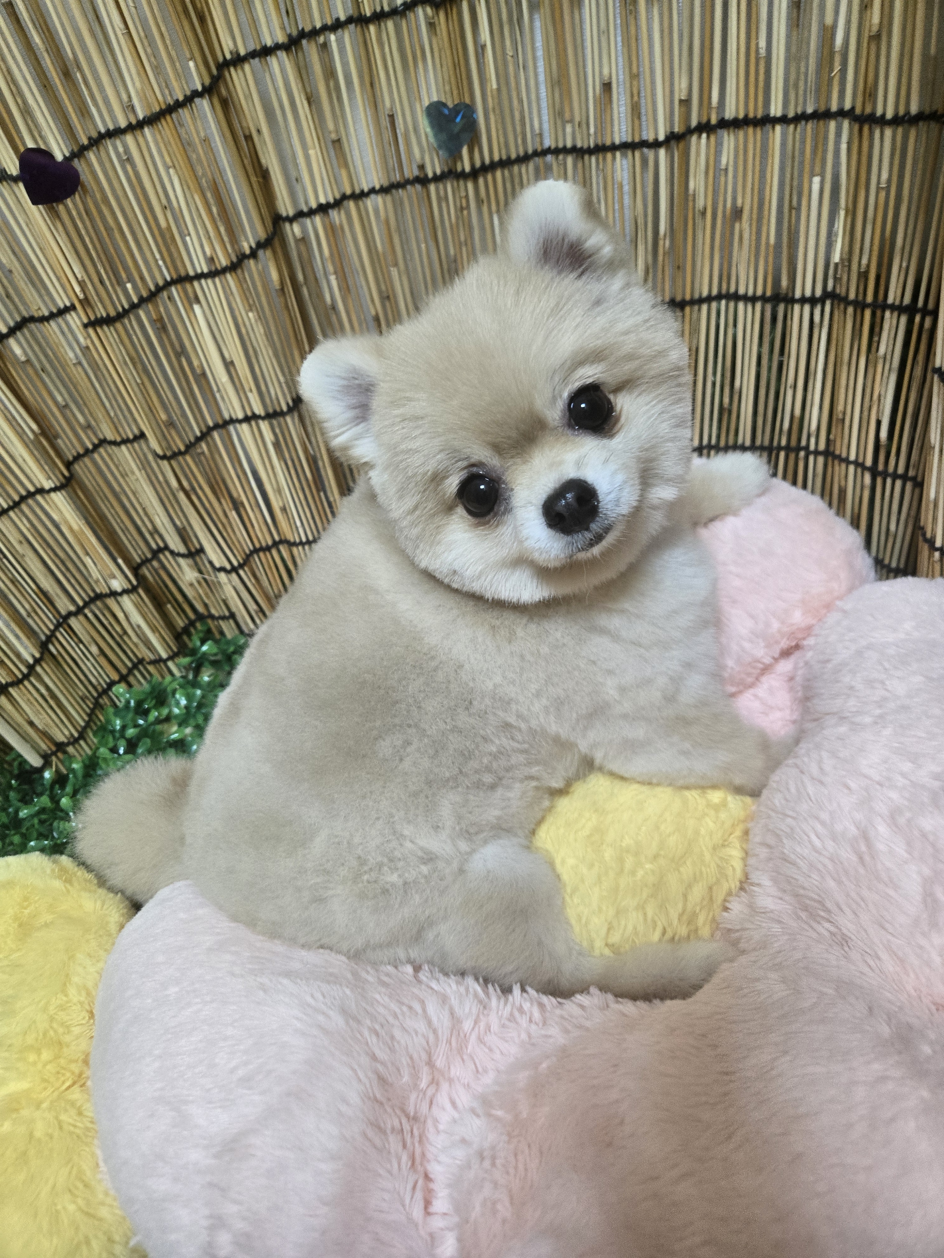 사랑할개 대표 이미지