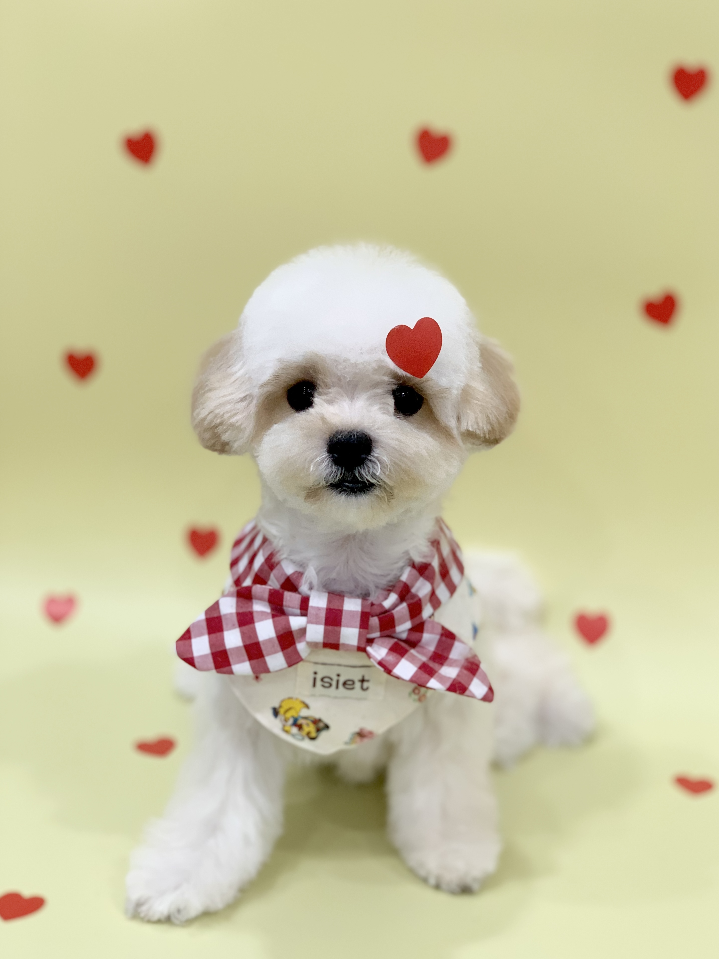 다온그루밍 대표 이미지