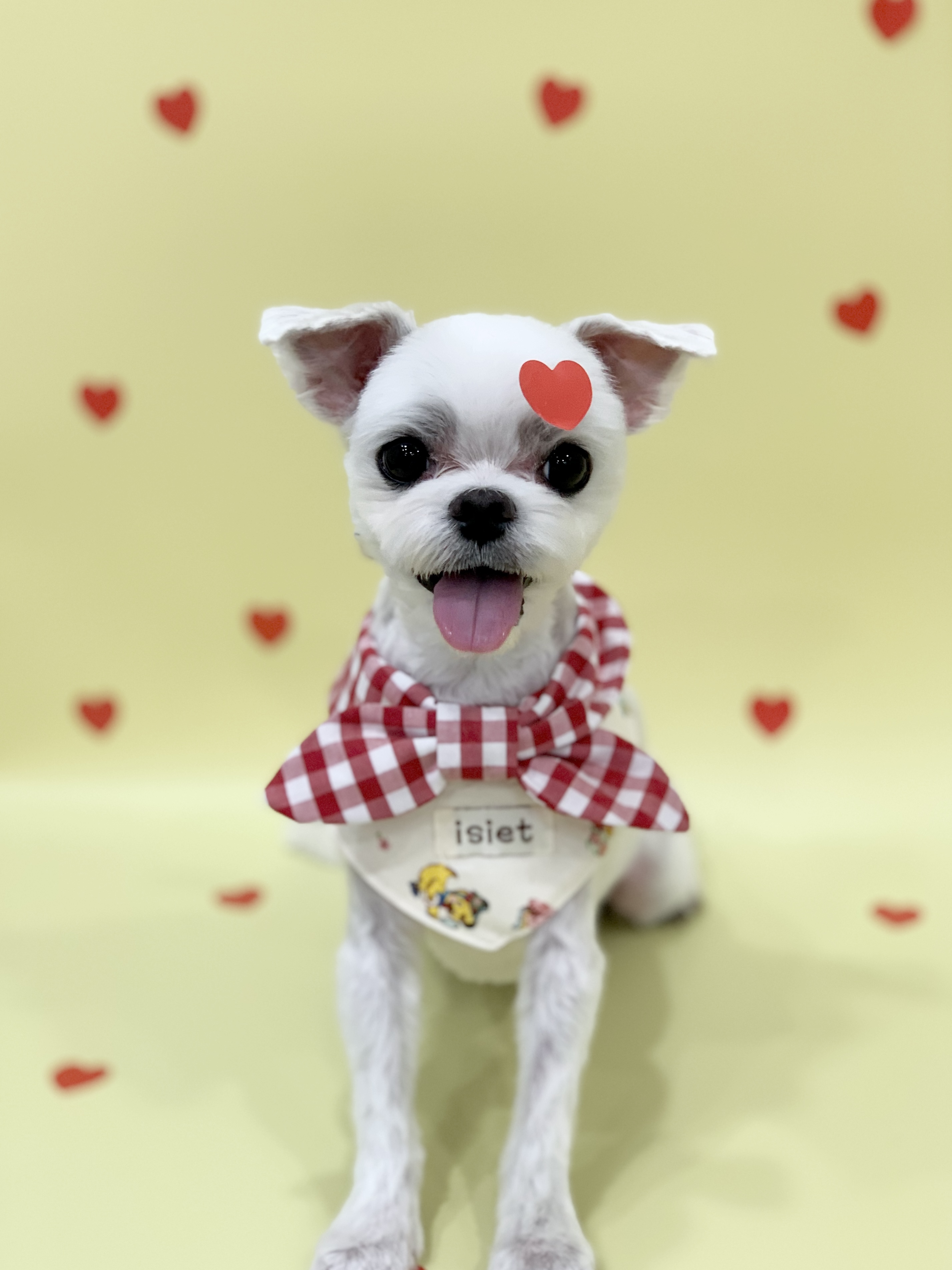 다온그루밍 대표 이미지