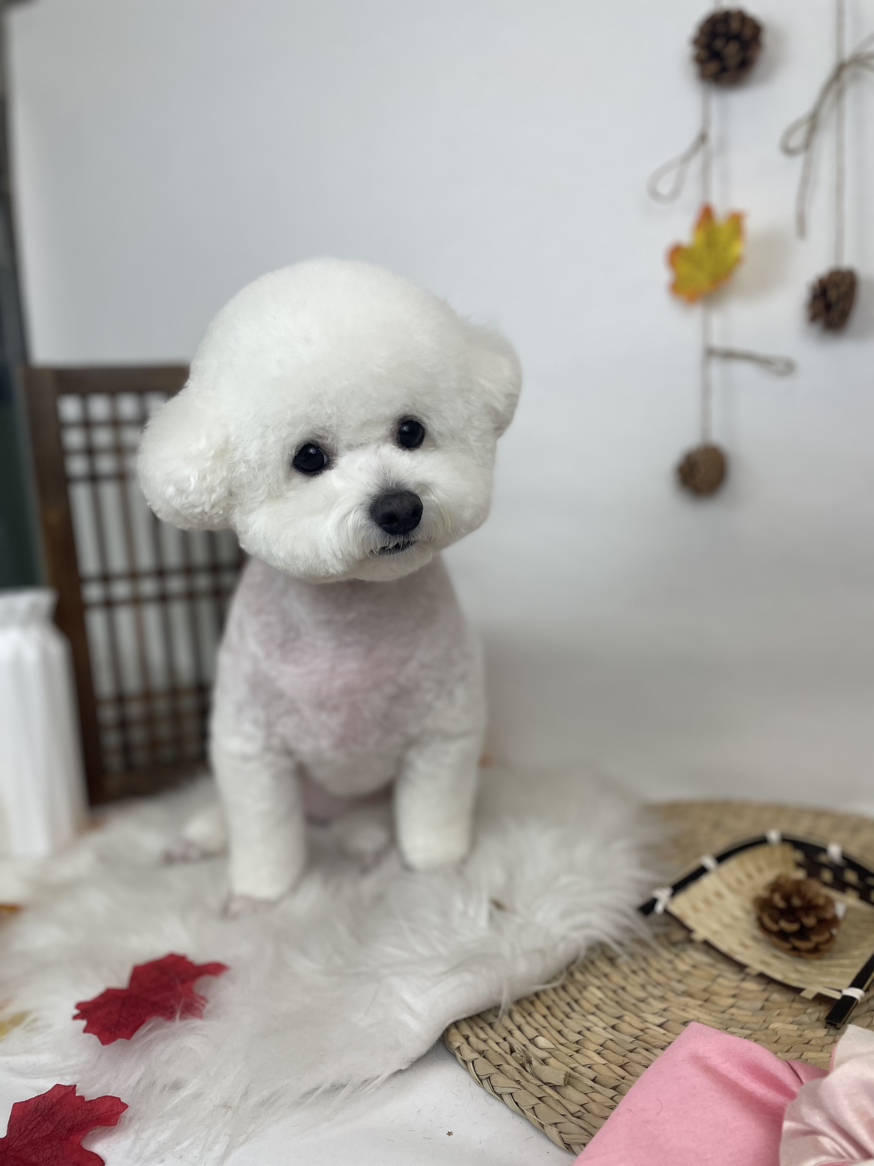 도기도기 대표 이미지