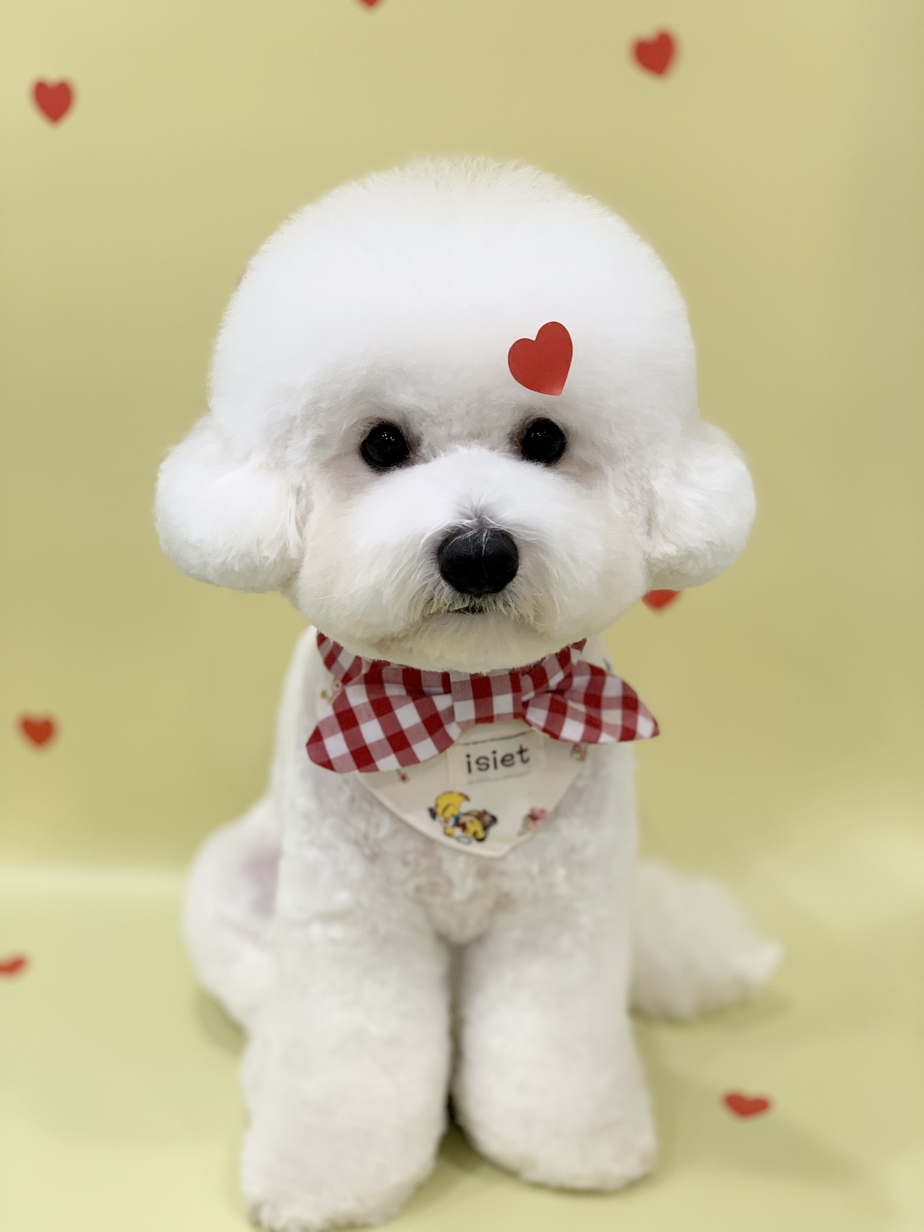 다온그루밍 대표 이미지