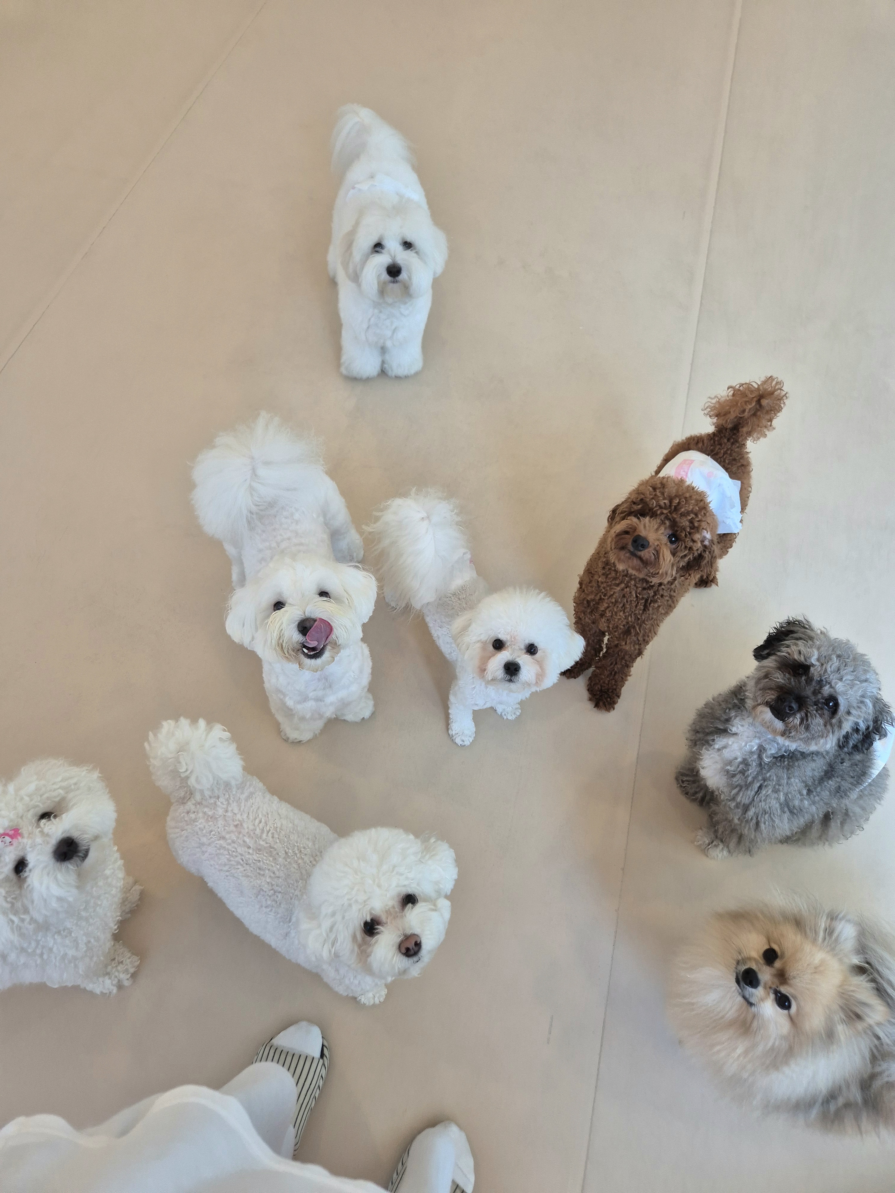 디디디 애견놀이방 대표 이미지