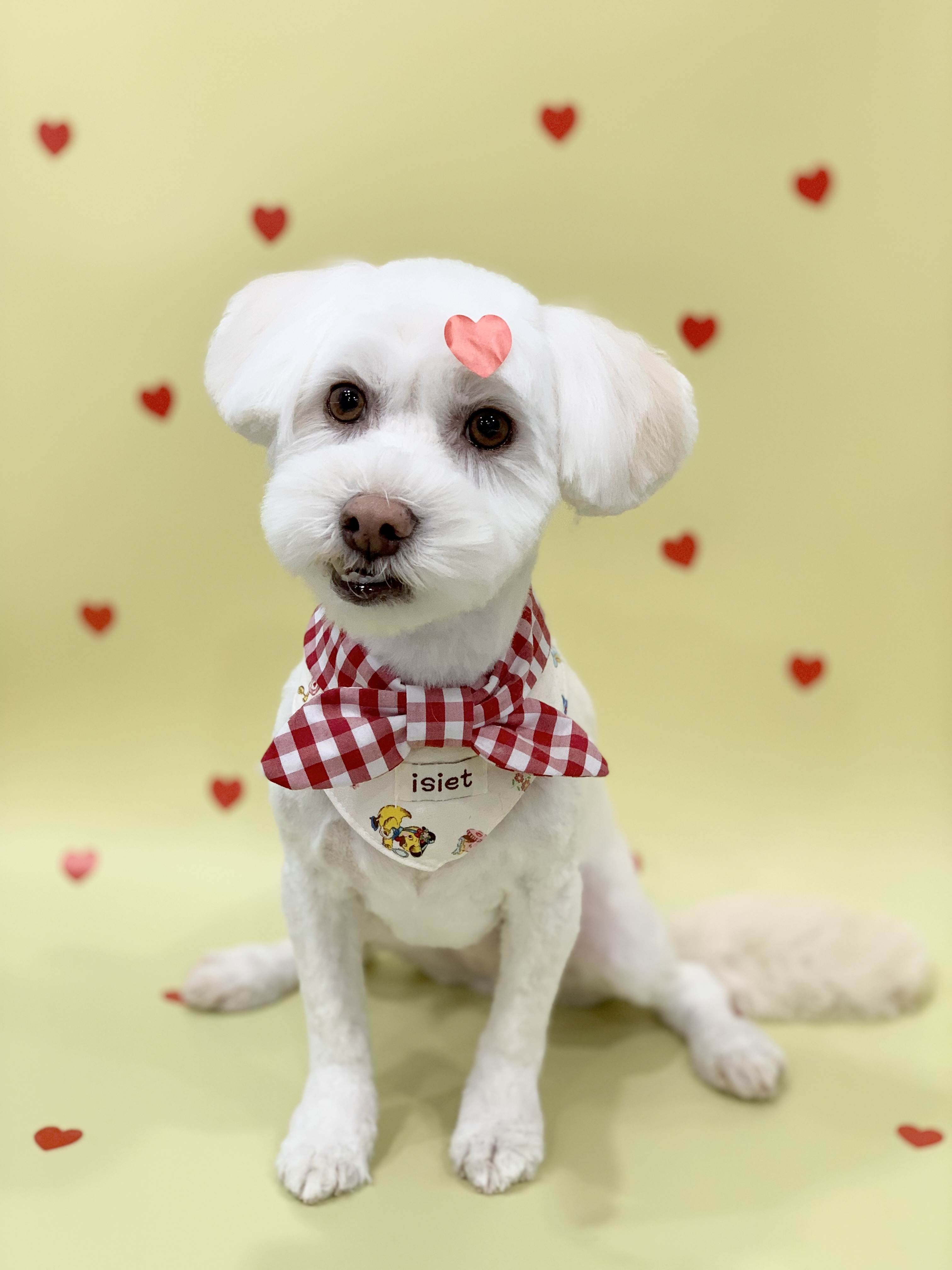 다온그루밍 대표 이미지