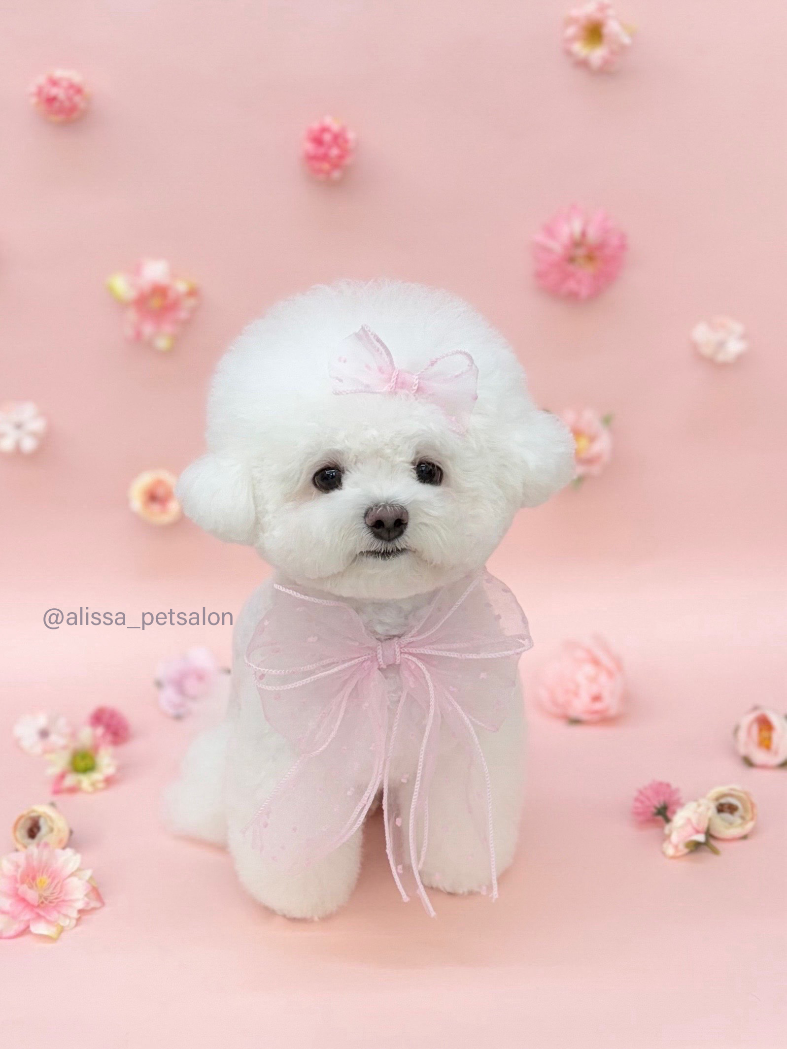앨리사 대표 이미지