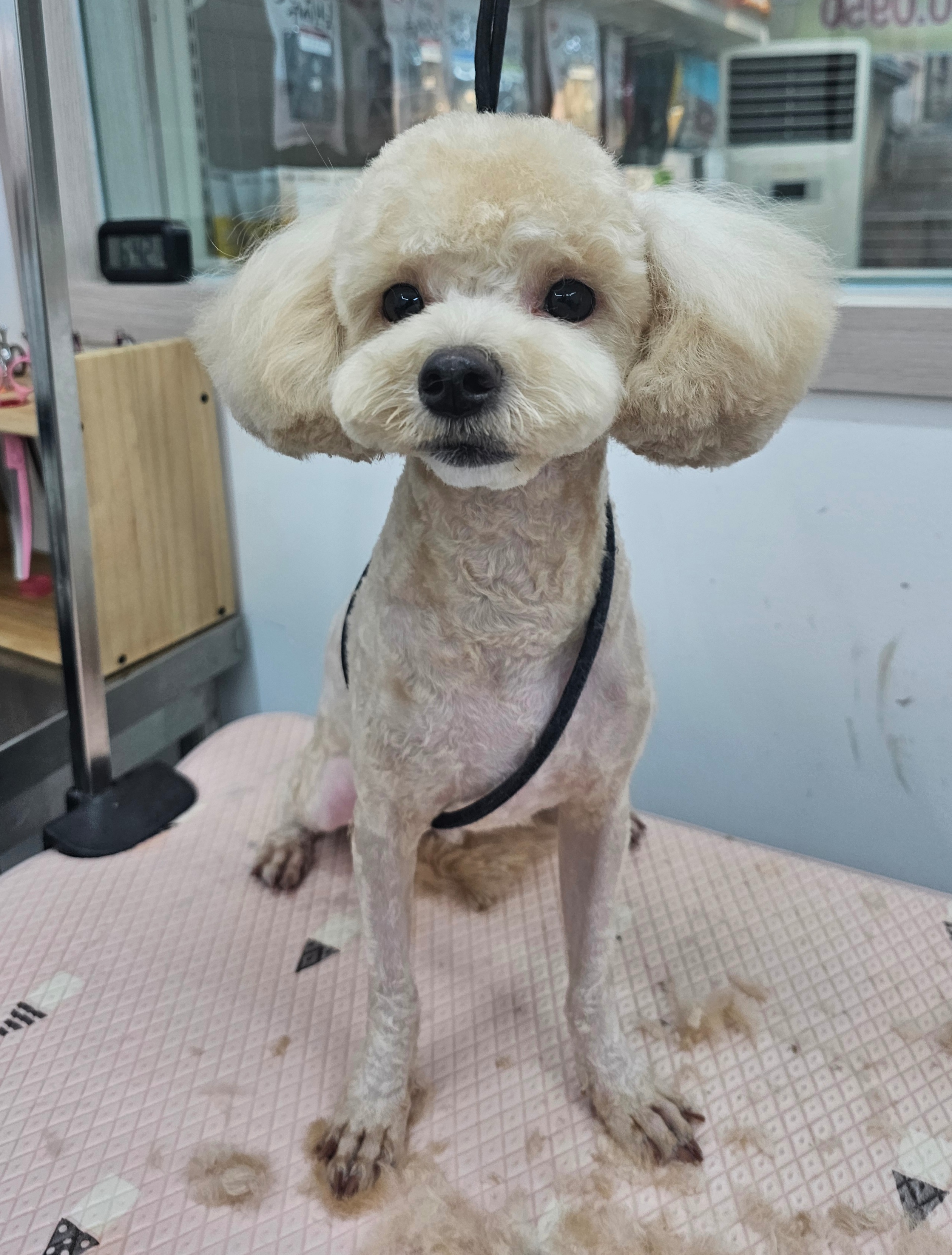 미니펫 주안점 대표 이미지