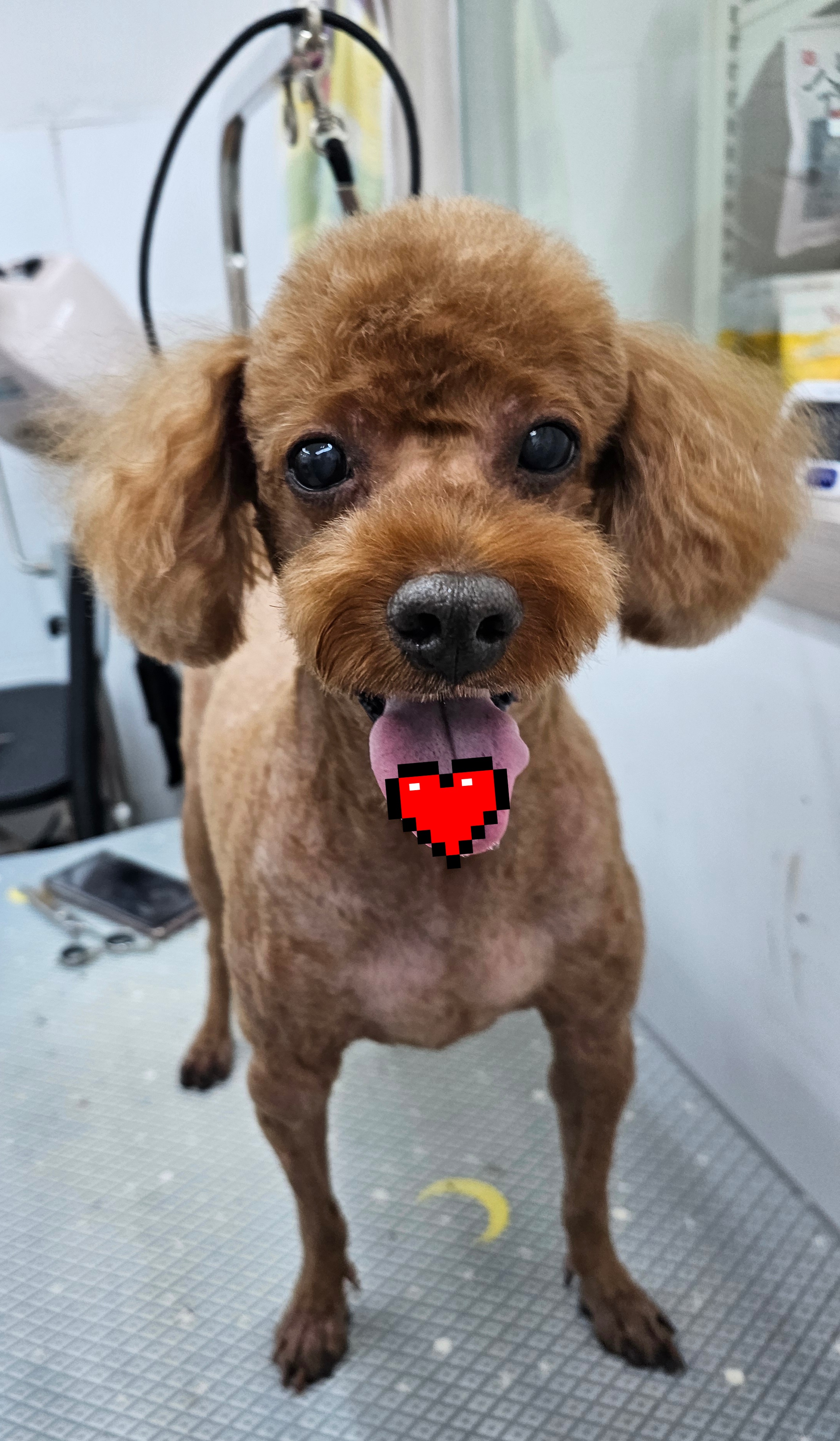 미니펫 주안점 대표 이미지