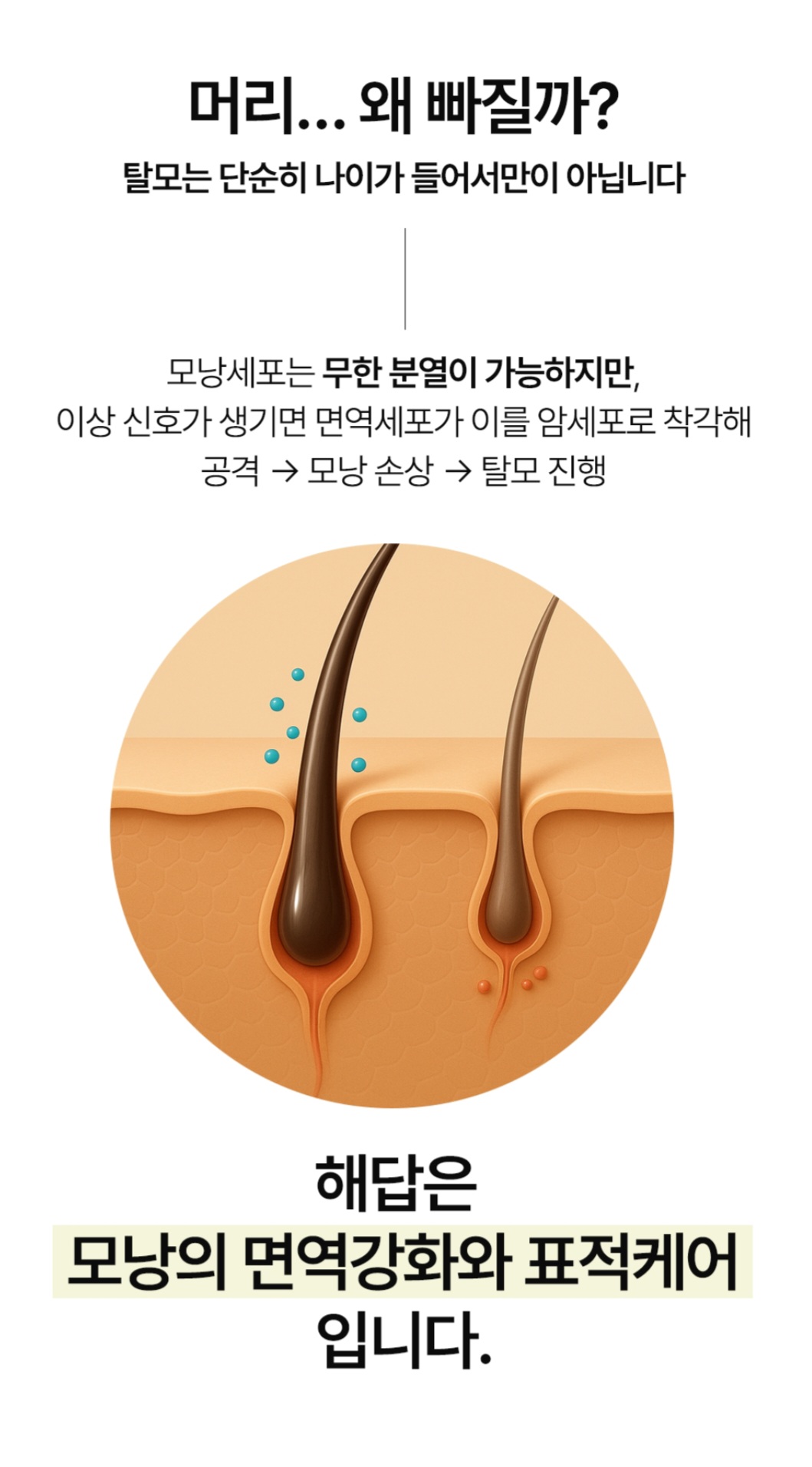 더자라다 대표 이미지