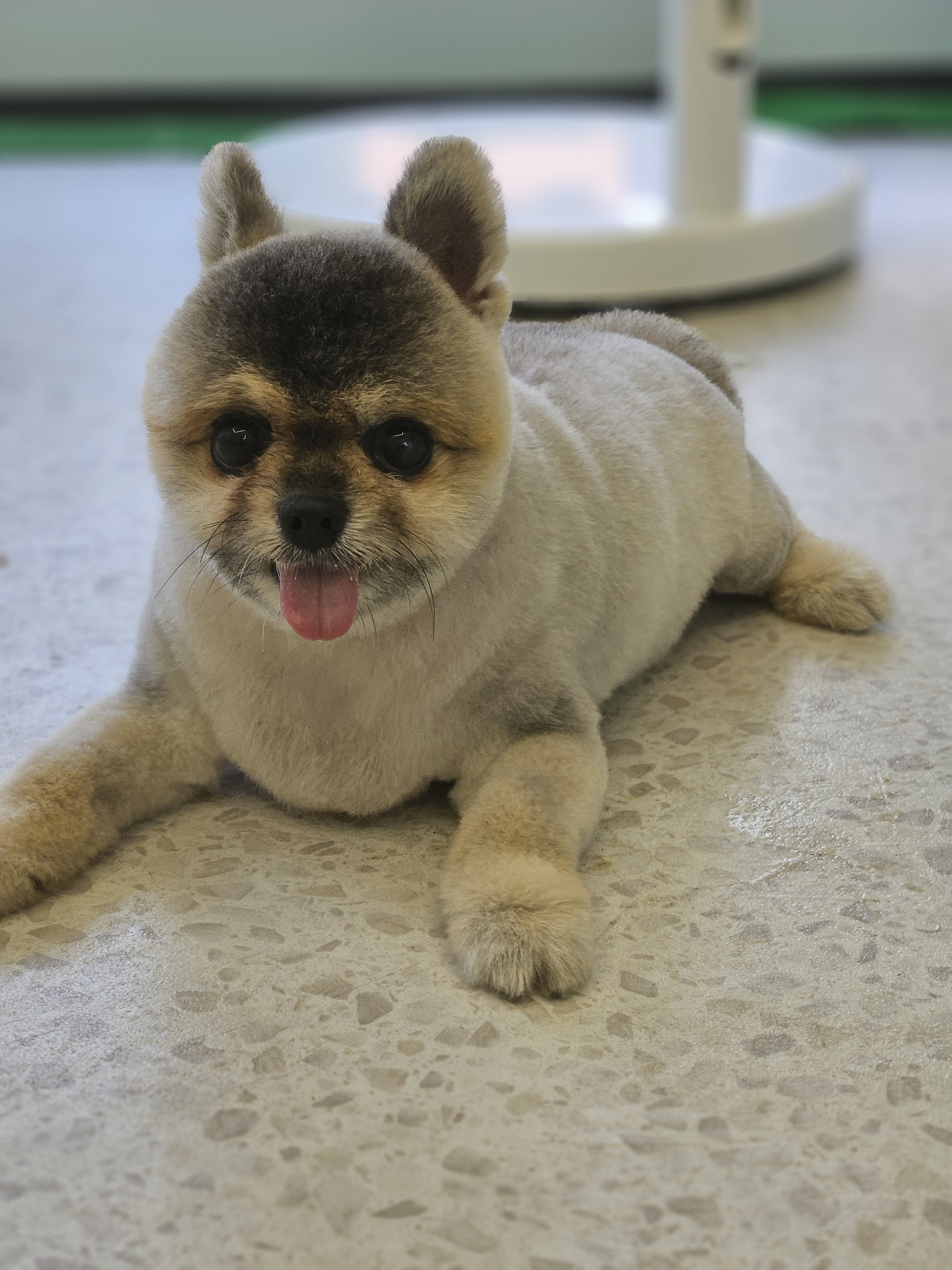 리프레쉬독 대표 이미지