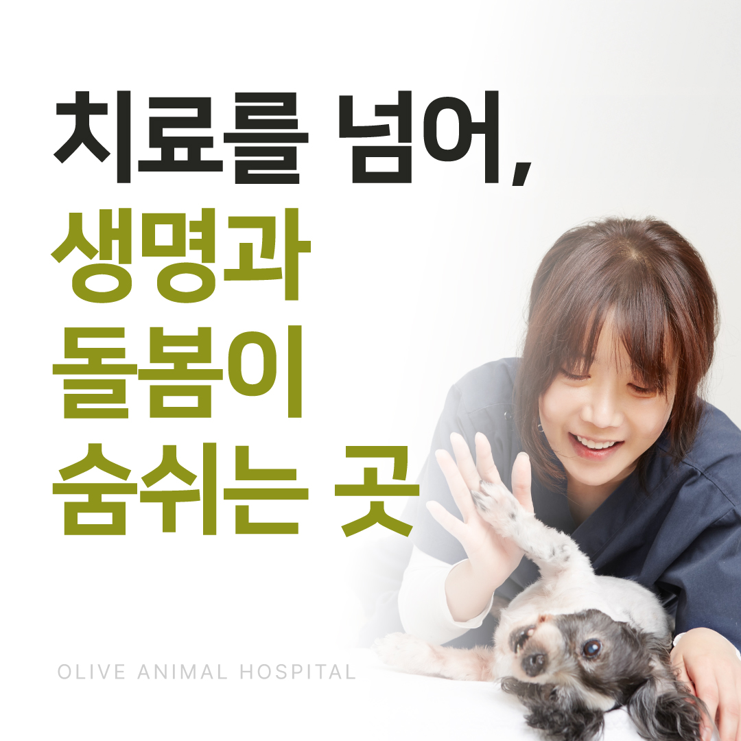 올리브동물병원