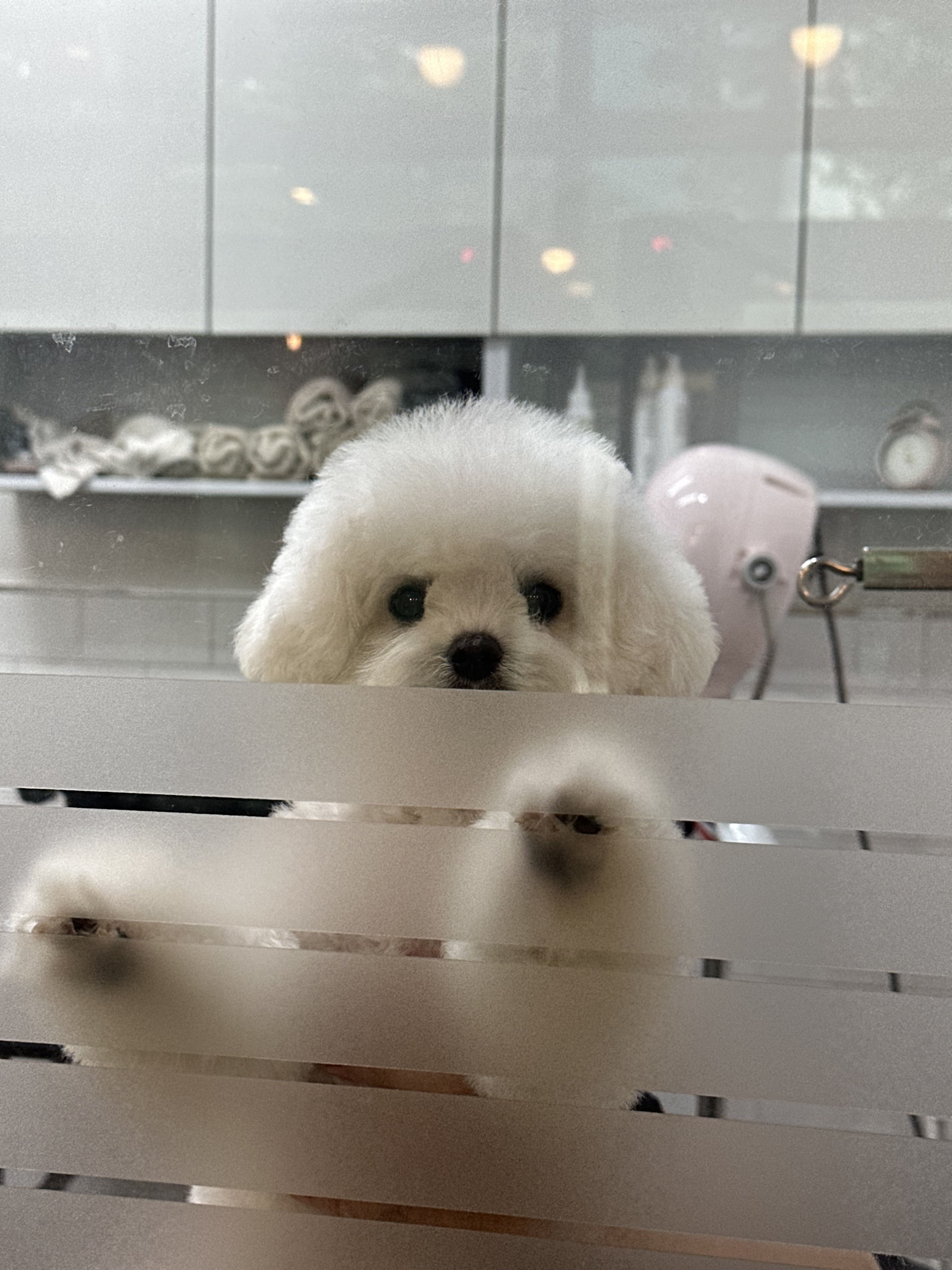 강아지이발관 대표 이미지