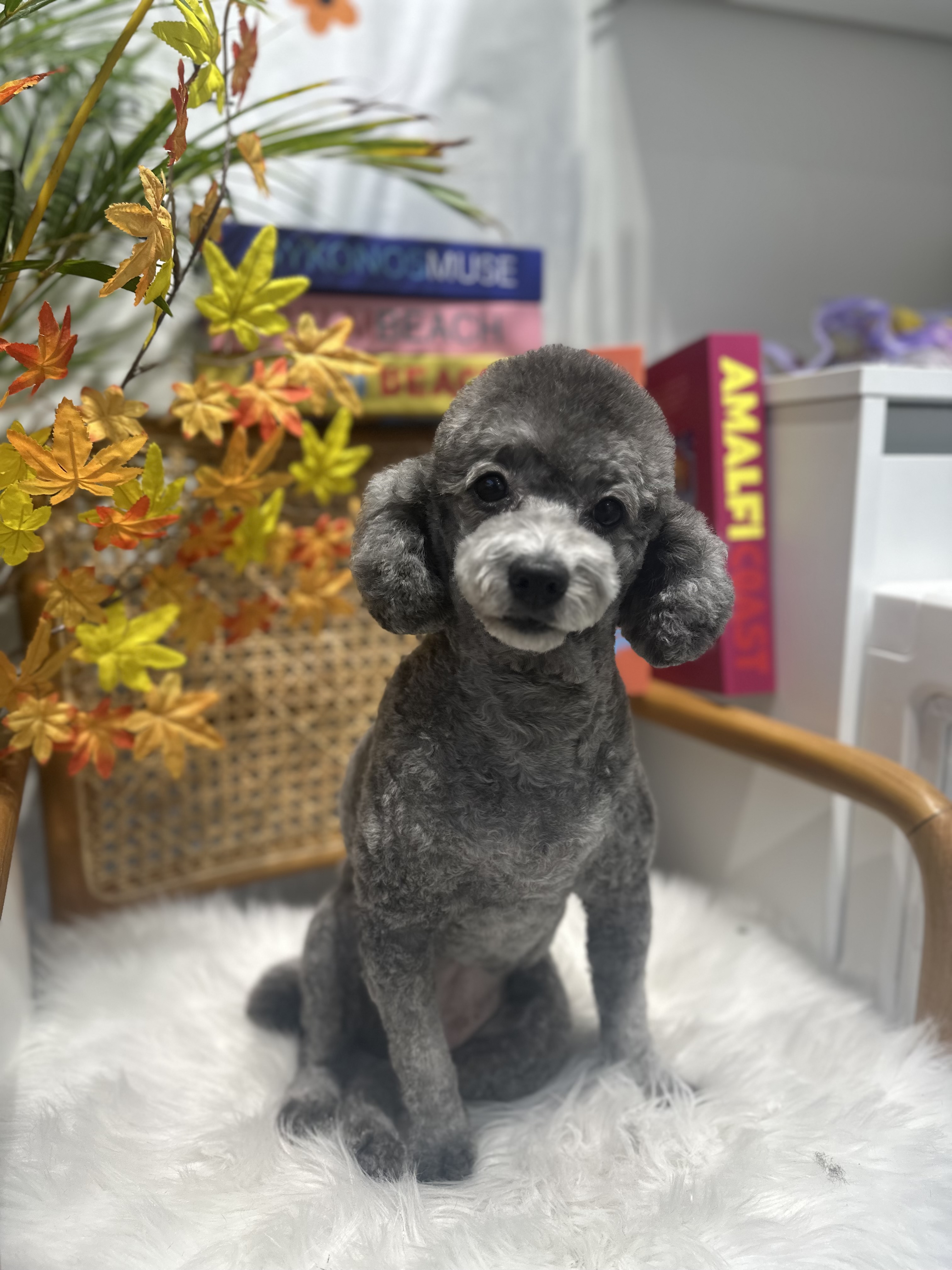 펫프렌즈애견미용실&호텔 대표 이미지