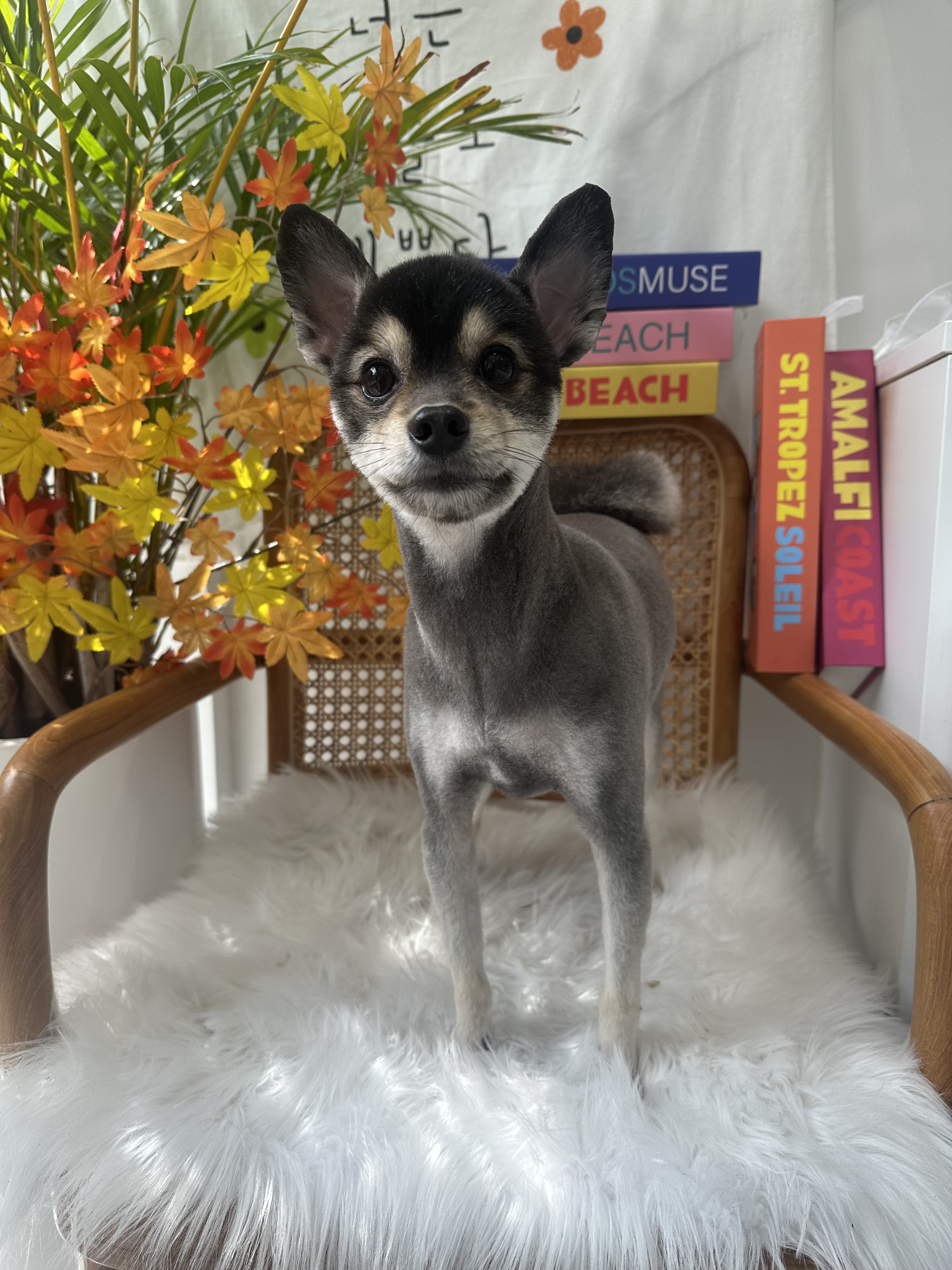 펫프렌즈 대표 이미지